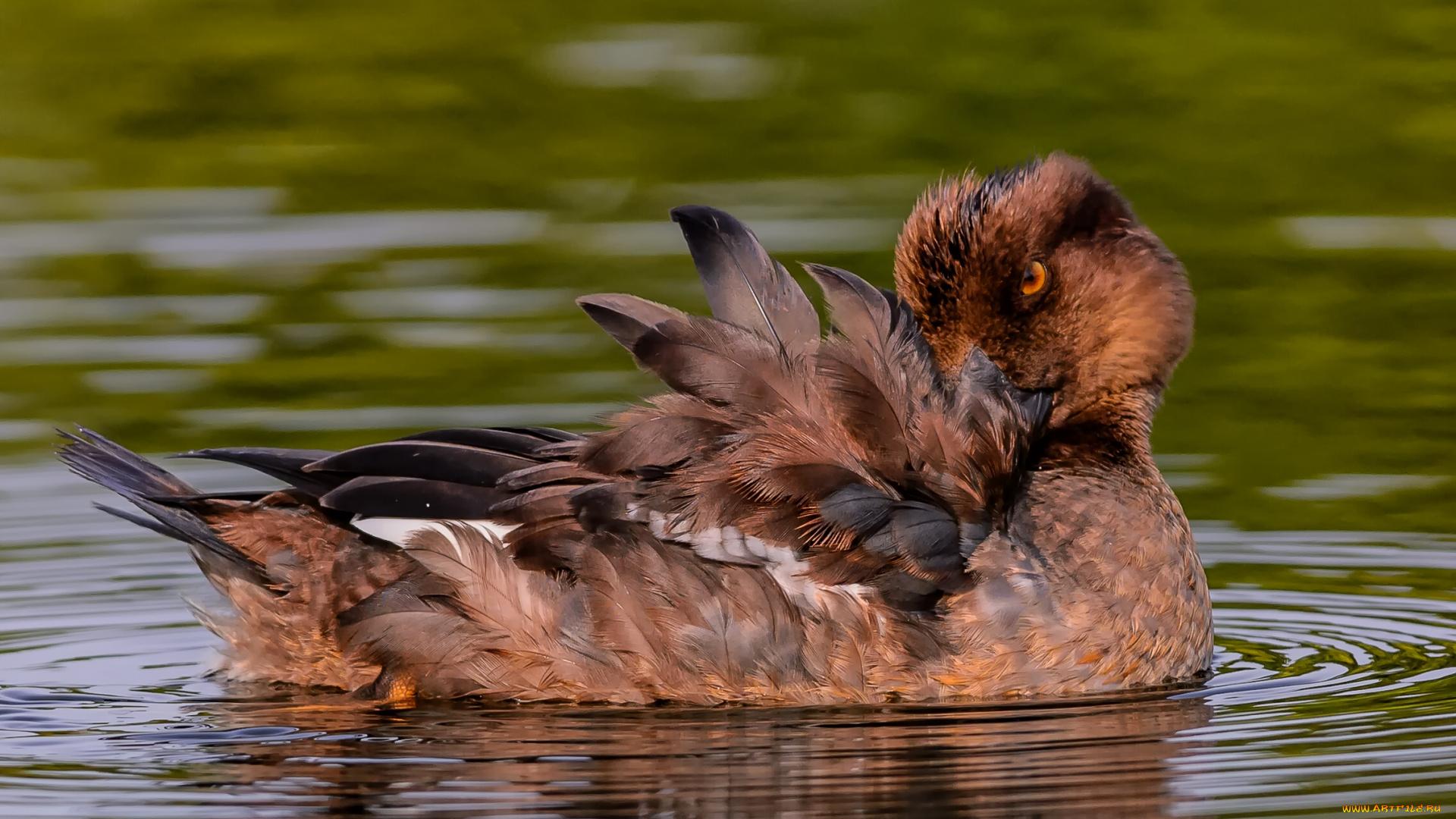 животные, утки, вода, перья, гоголь