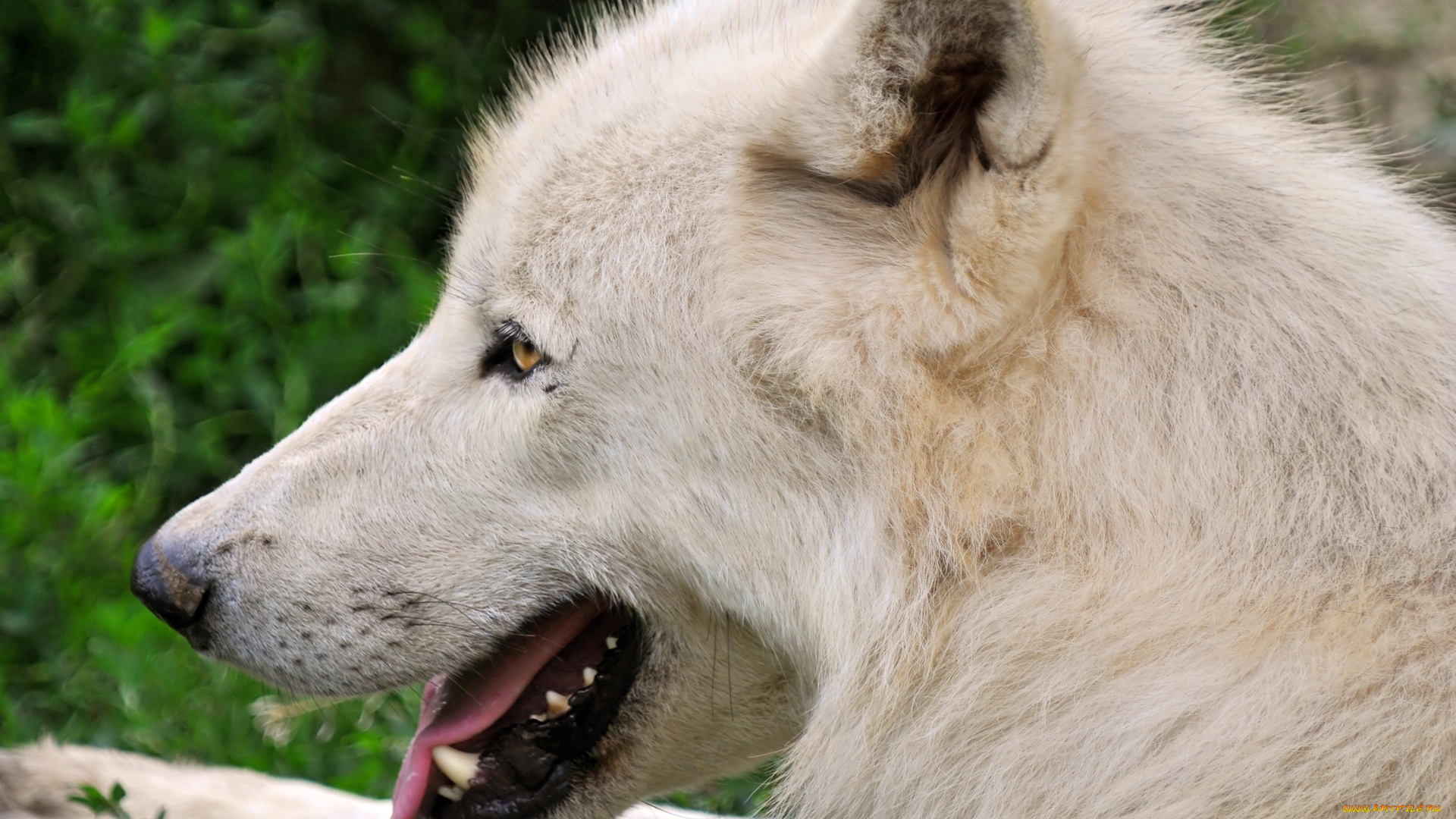 животные, волки, волк, морда, белый, язык