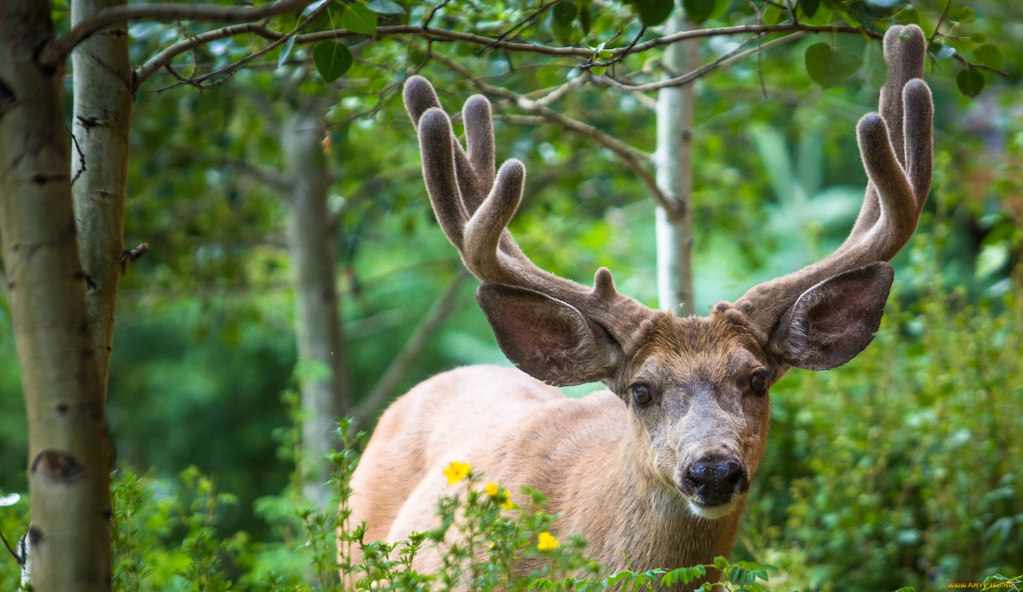 животные, олени, рога