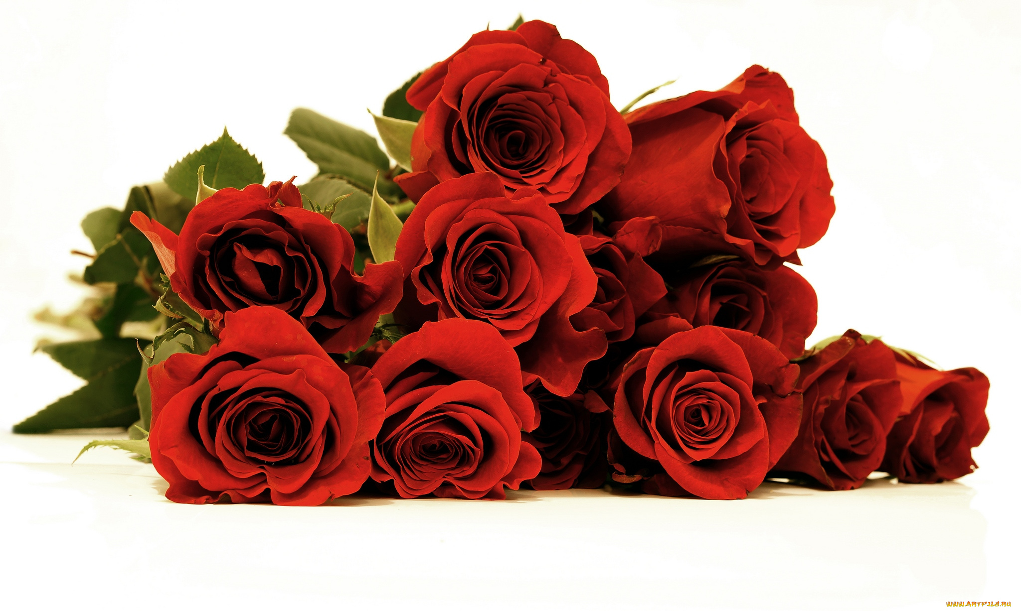 цветы, розы, красный, букет