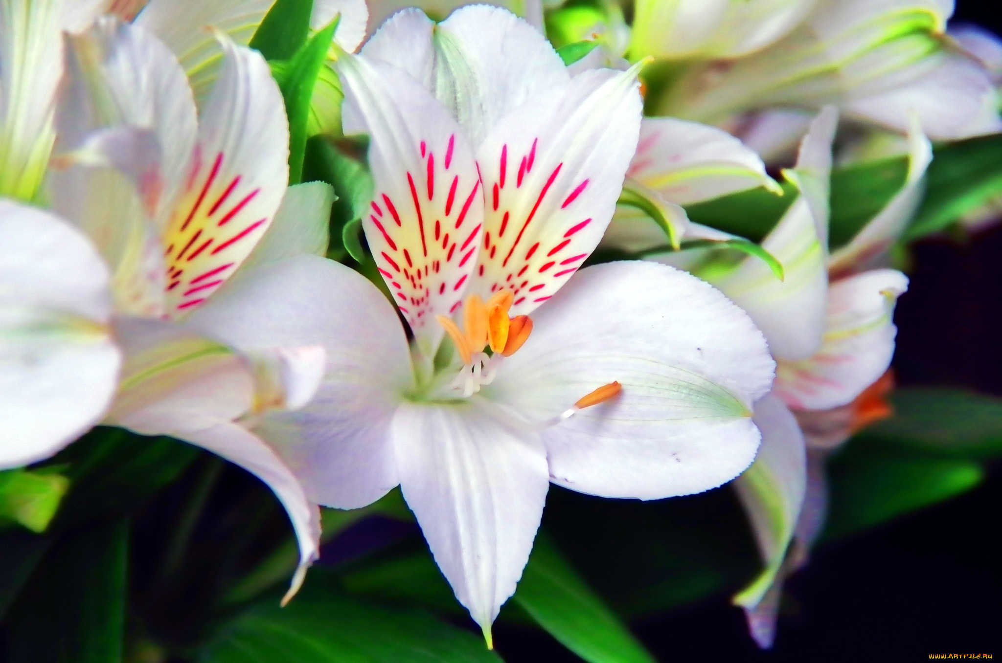 цветы, альстромерия, перуанская, лилия