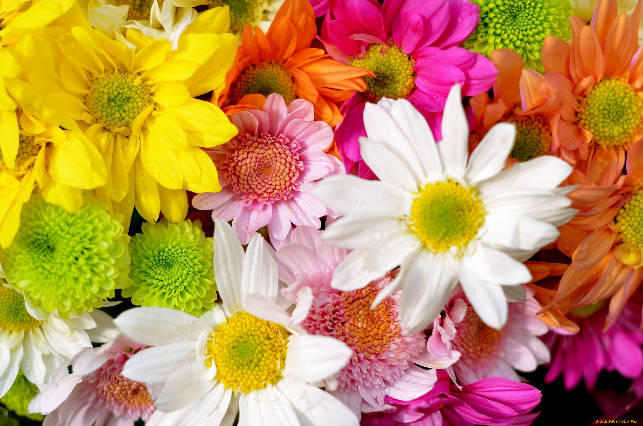 цветы, хризантемы, разноцветный