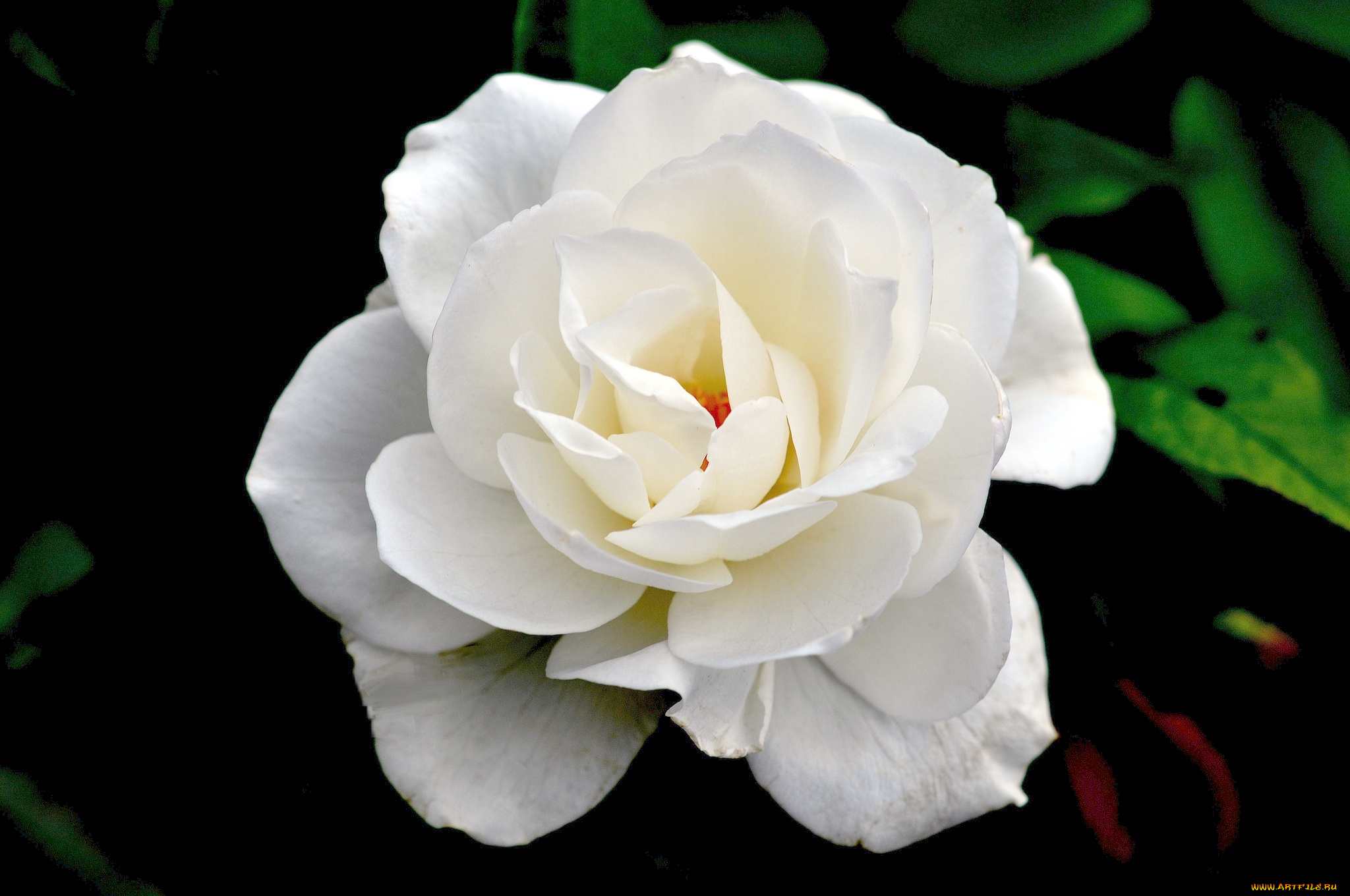 цветы, розы, белый