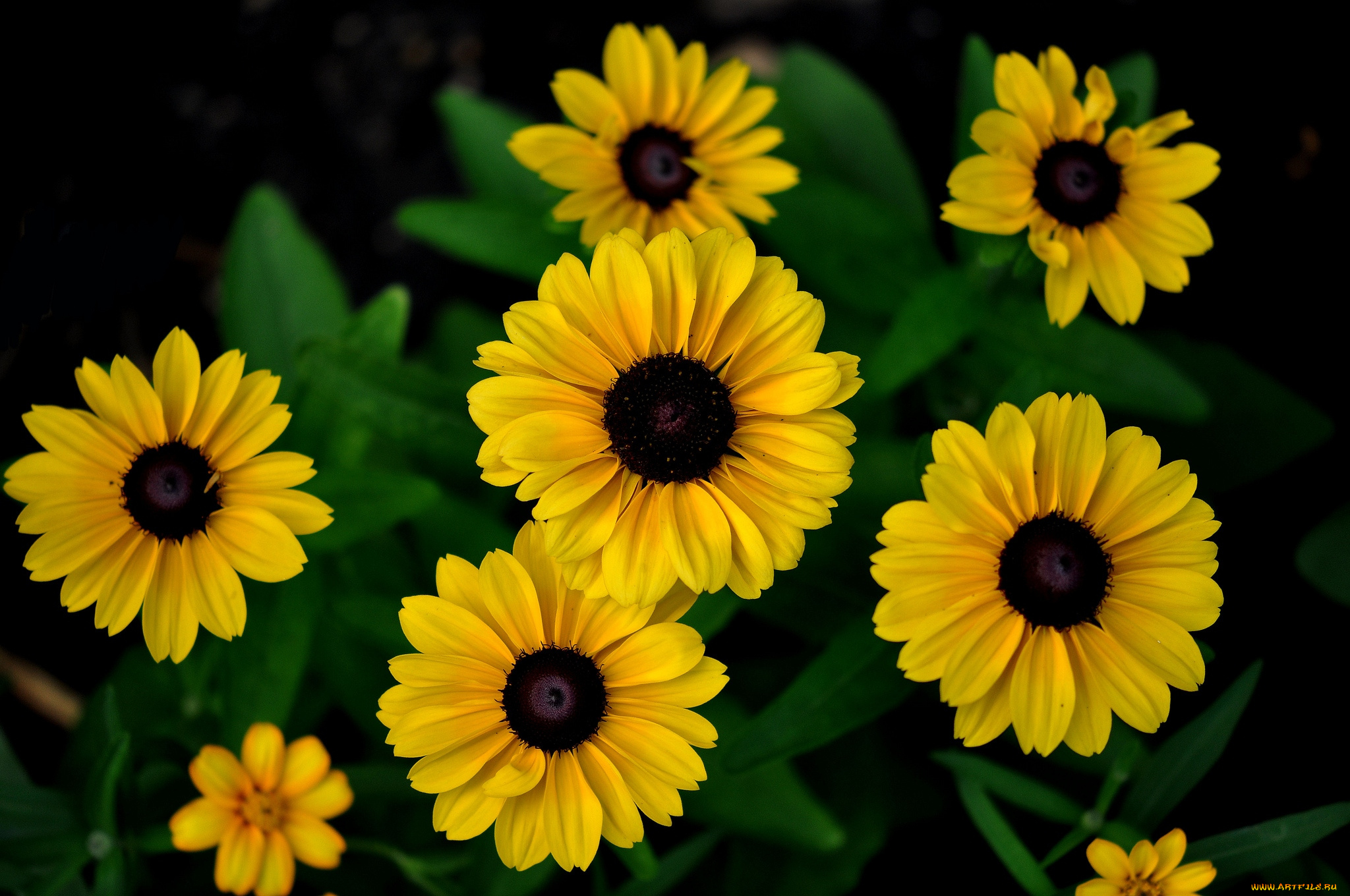 цветы, рудбекия, желтый
