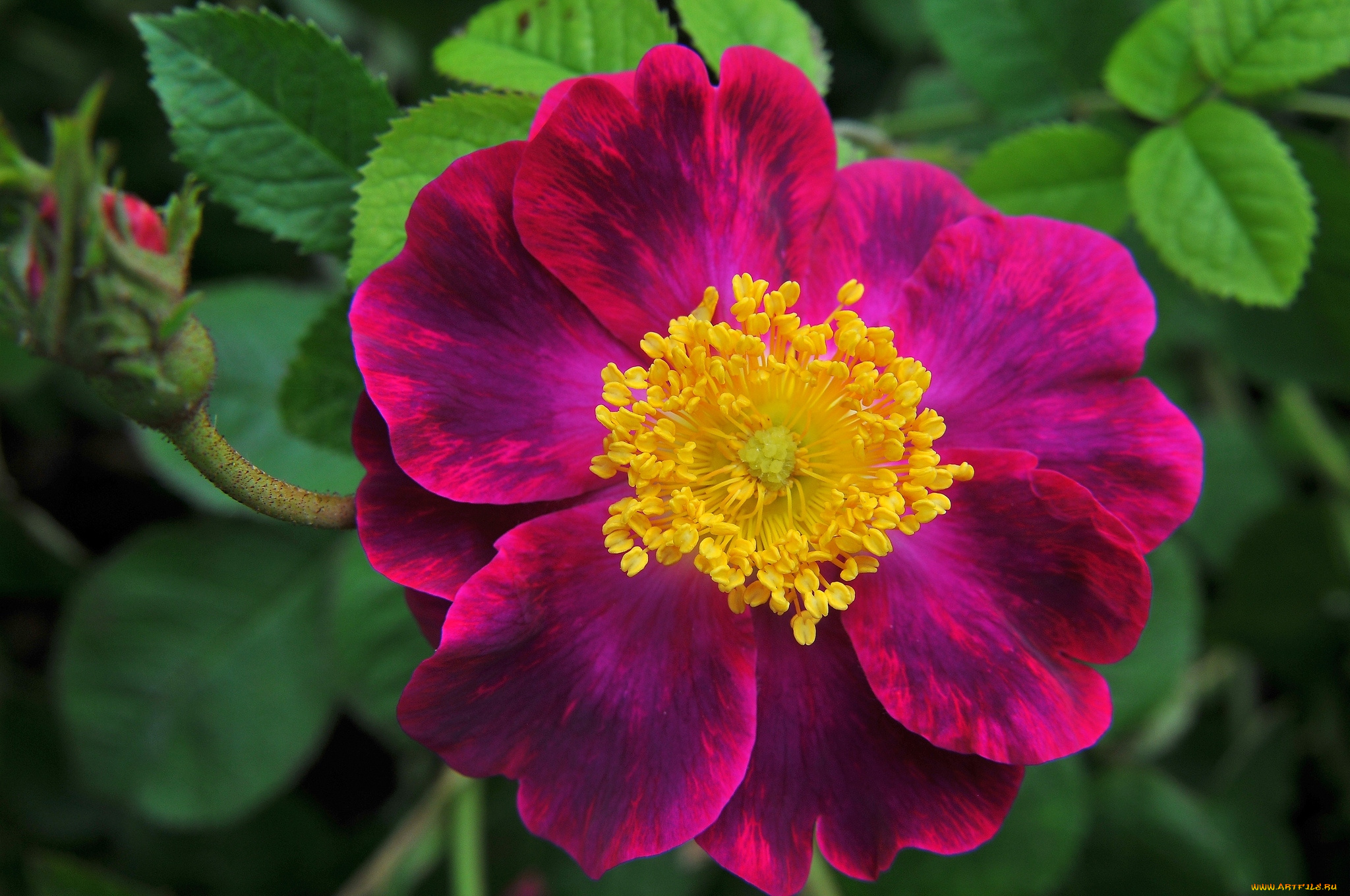 цветы, шиповник, макро, лепестки