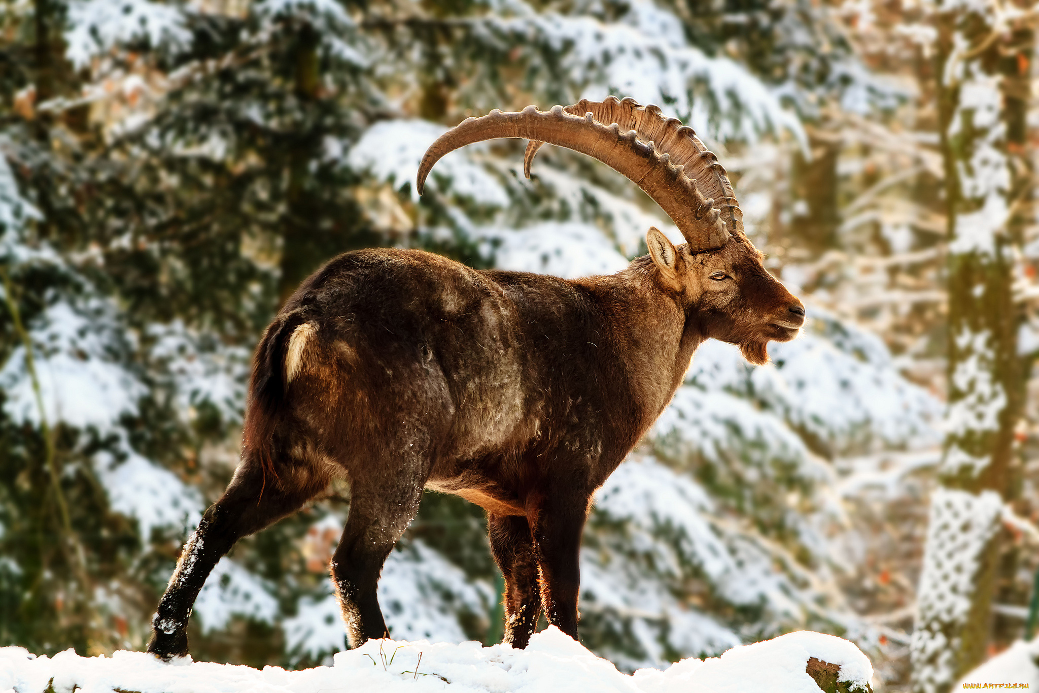 животные, козы, рога, бородка
