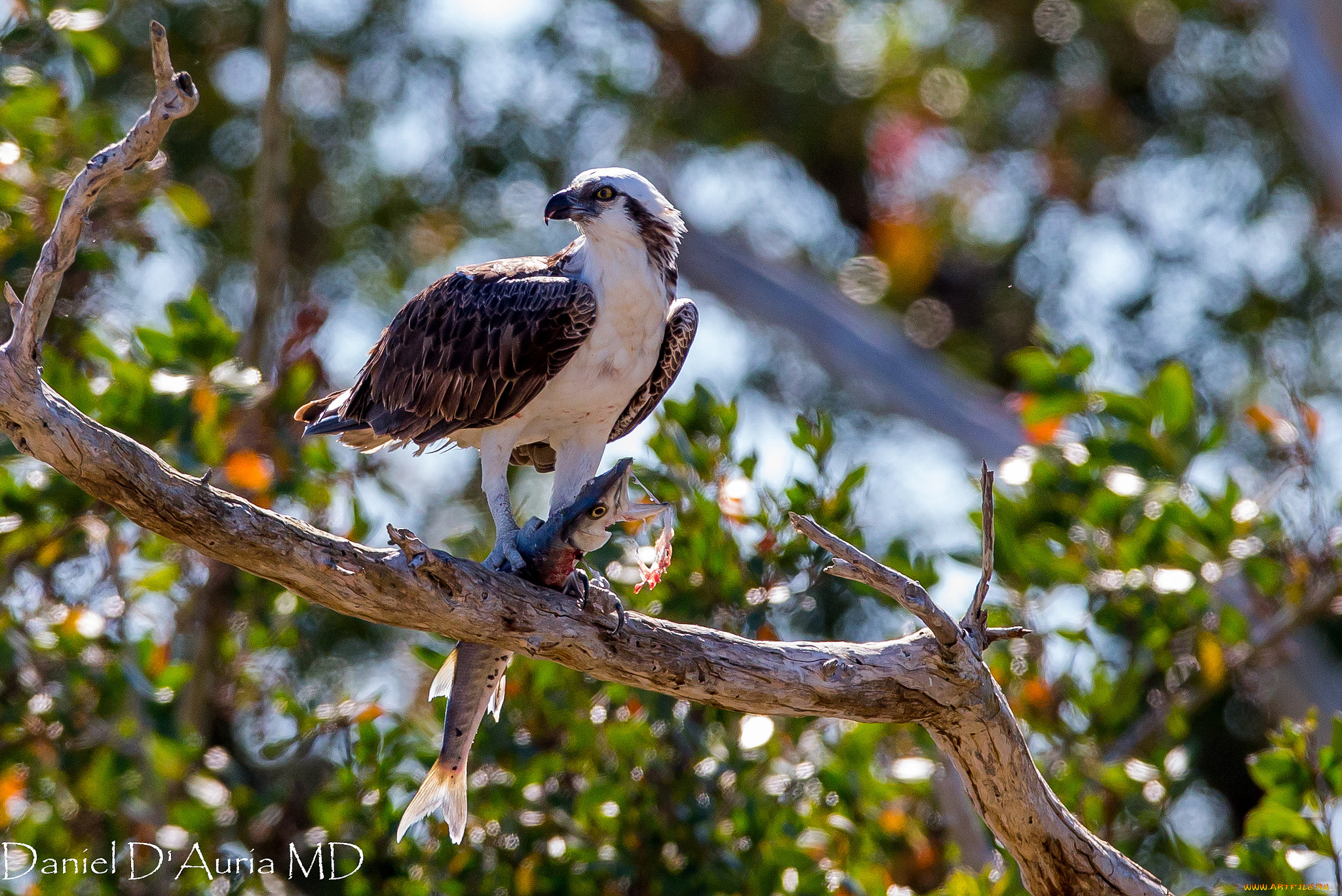 животные, птицы, хищники, рыба, добыча, хищник