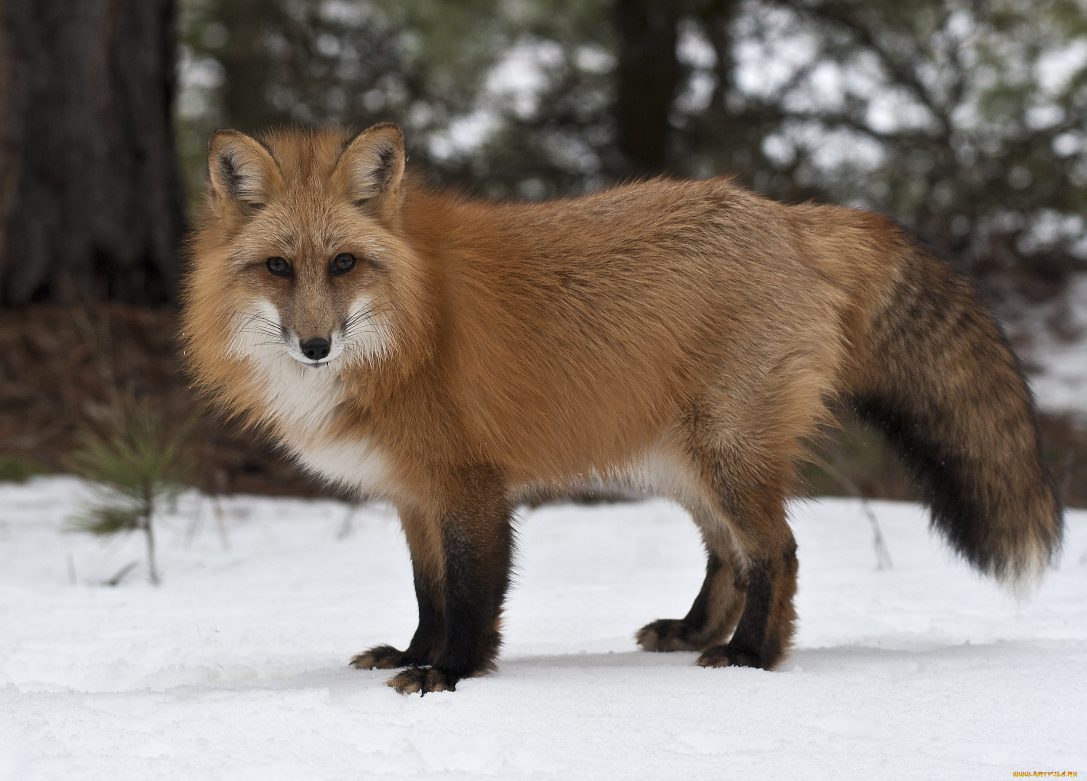 животные, лисы, красавица, рыжий