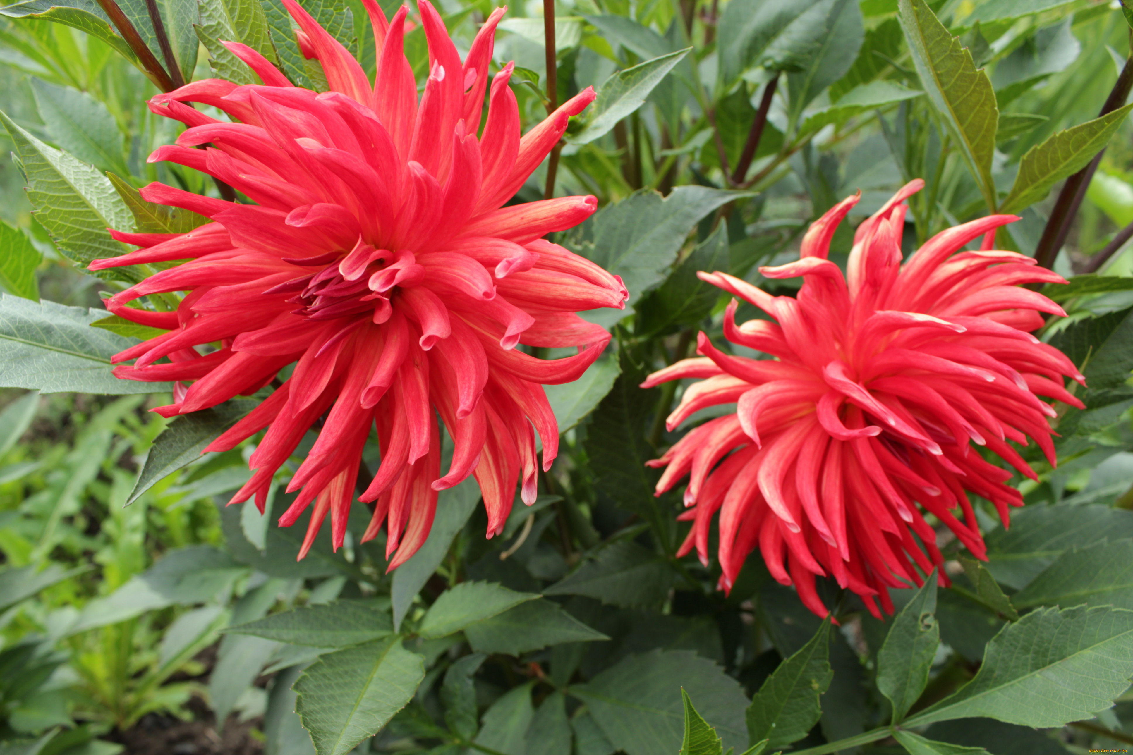 цветы, георгины, хризантемы