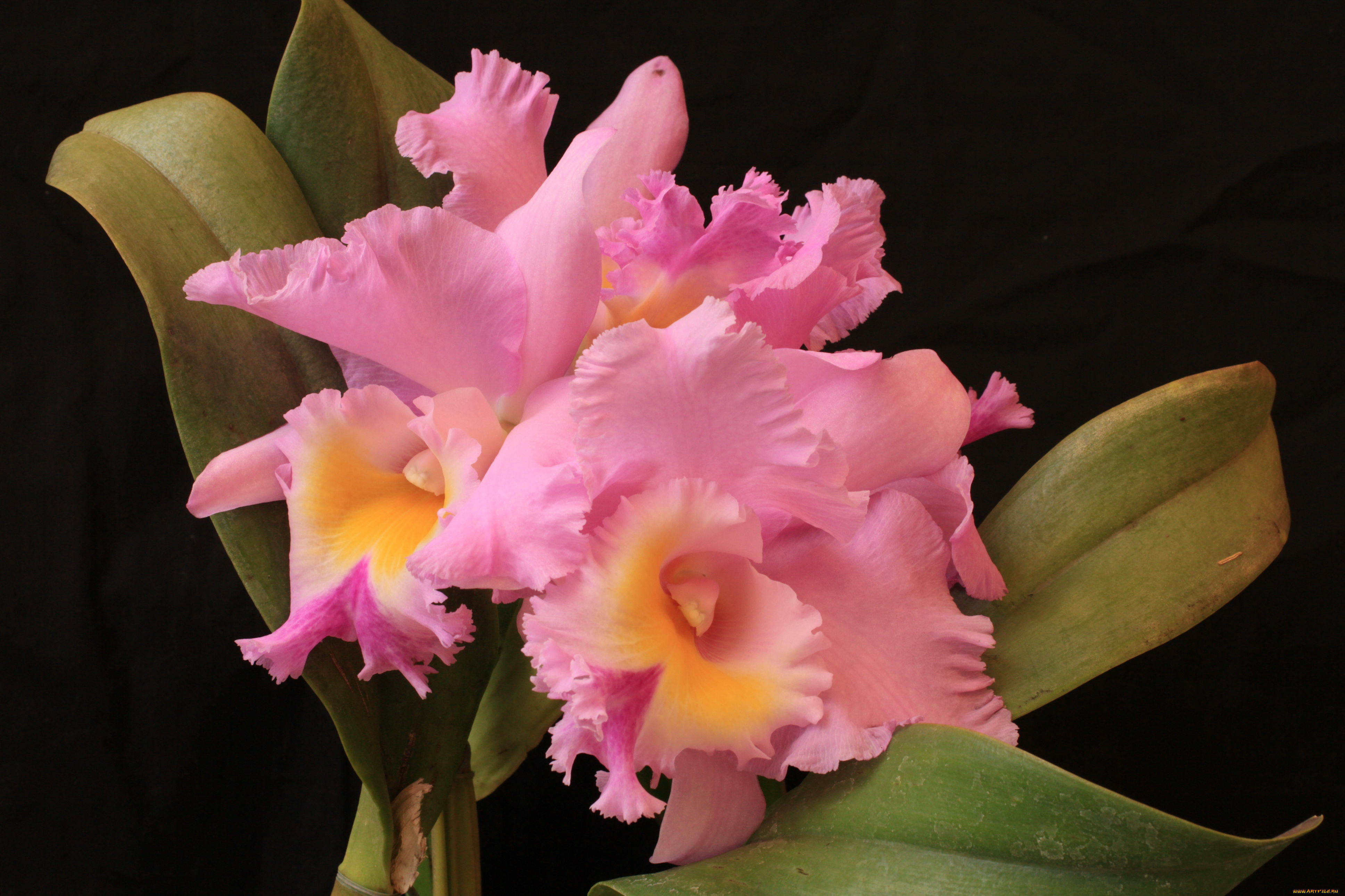 цветы, орхидеи