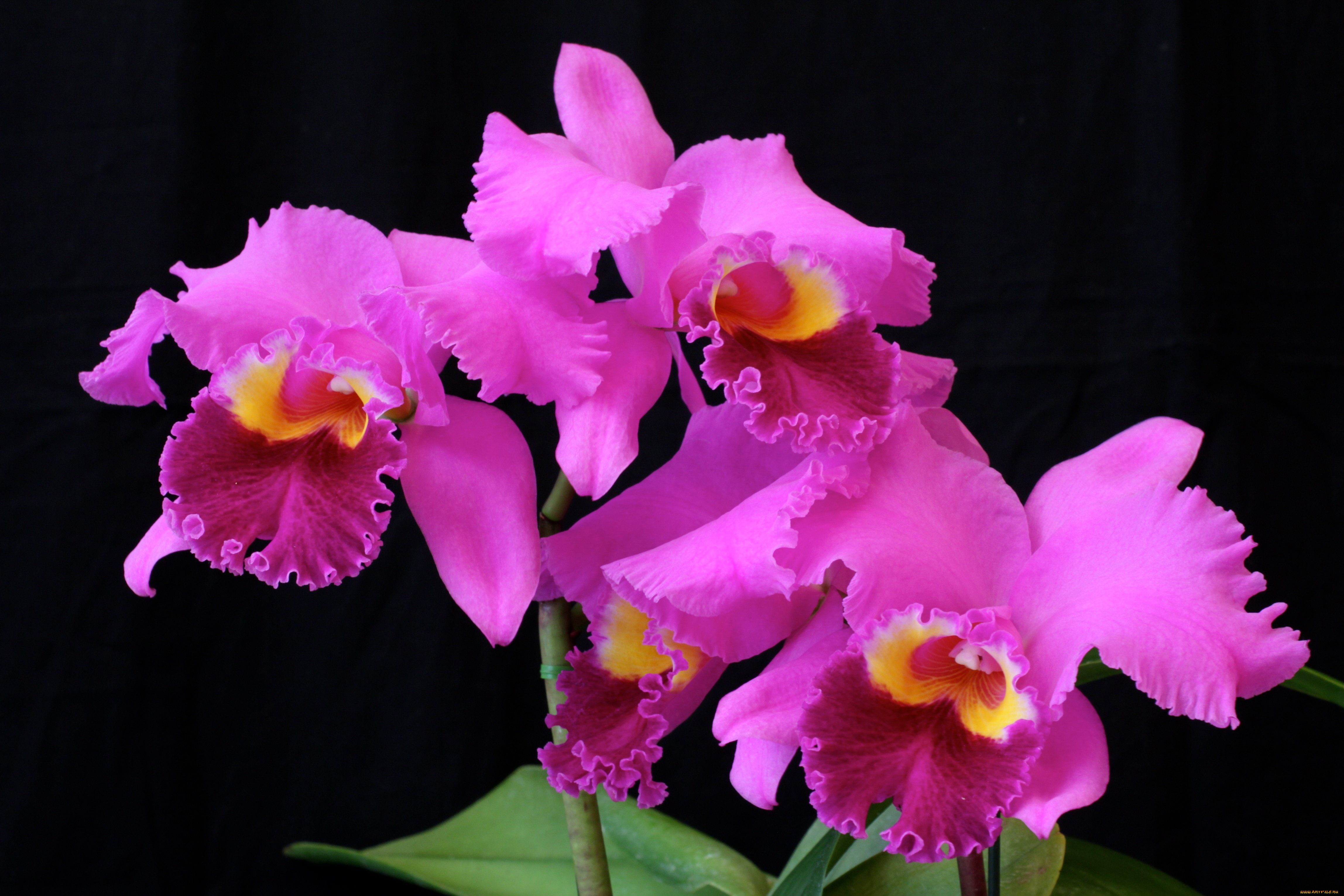 цветы, орхидеи