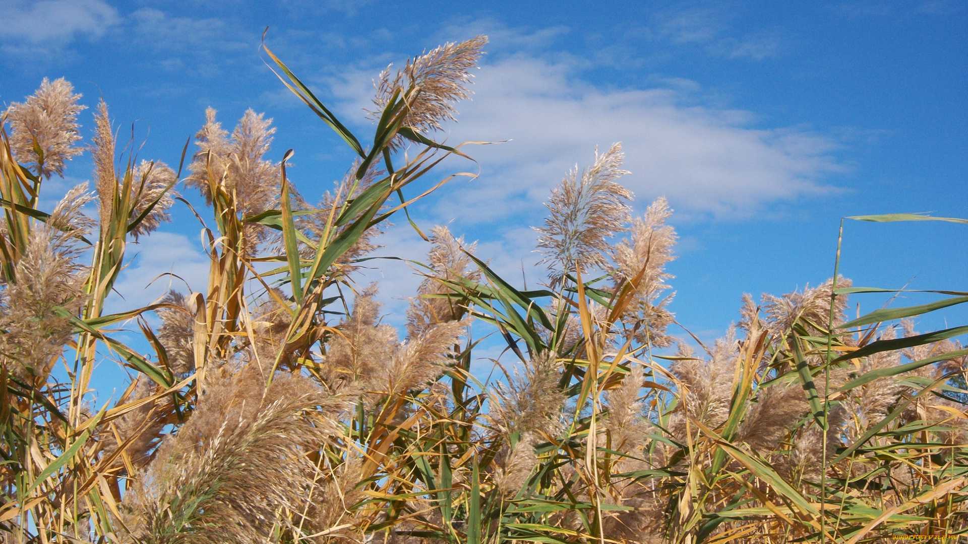 природа, другое, камыши, лето, облака, небо