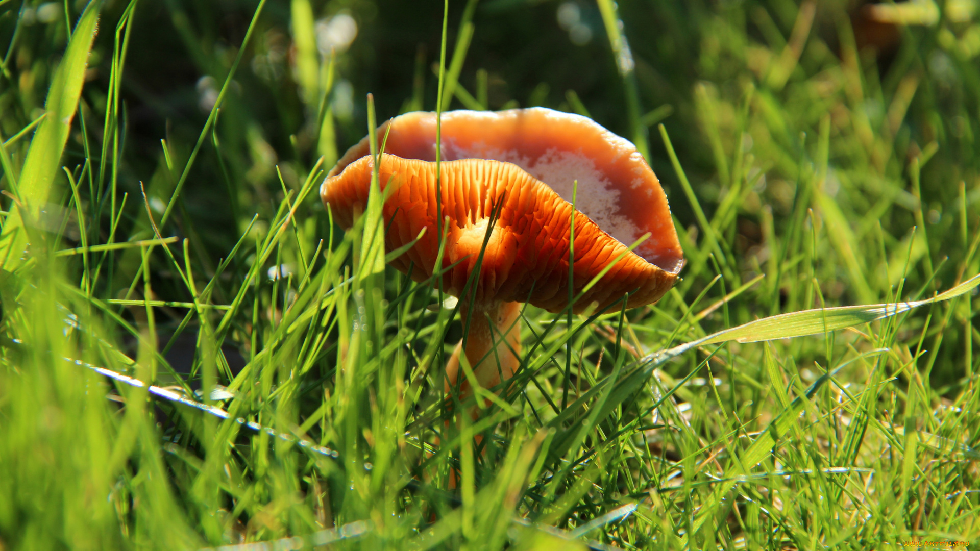 природа, грибы, трава, гриб