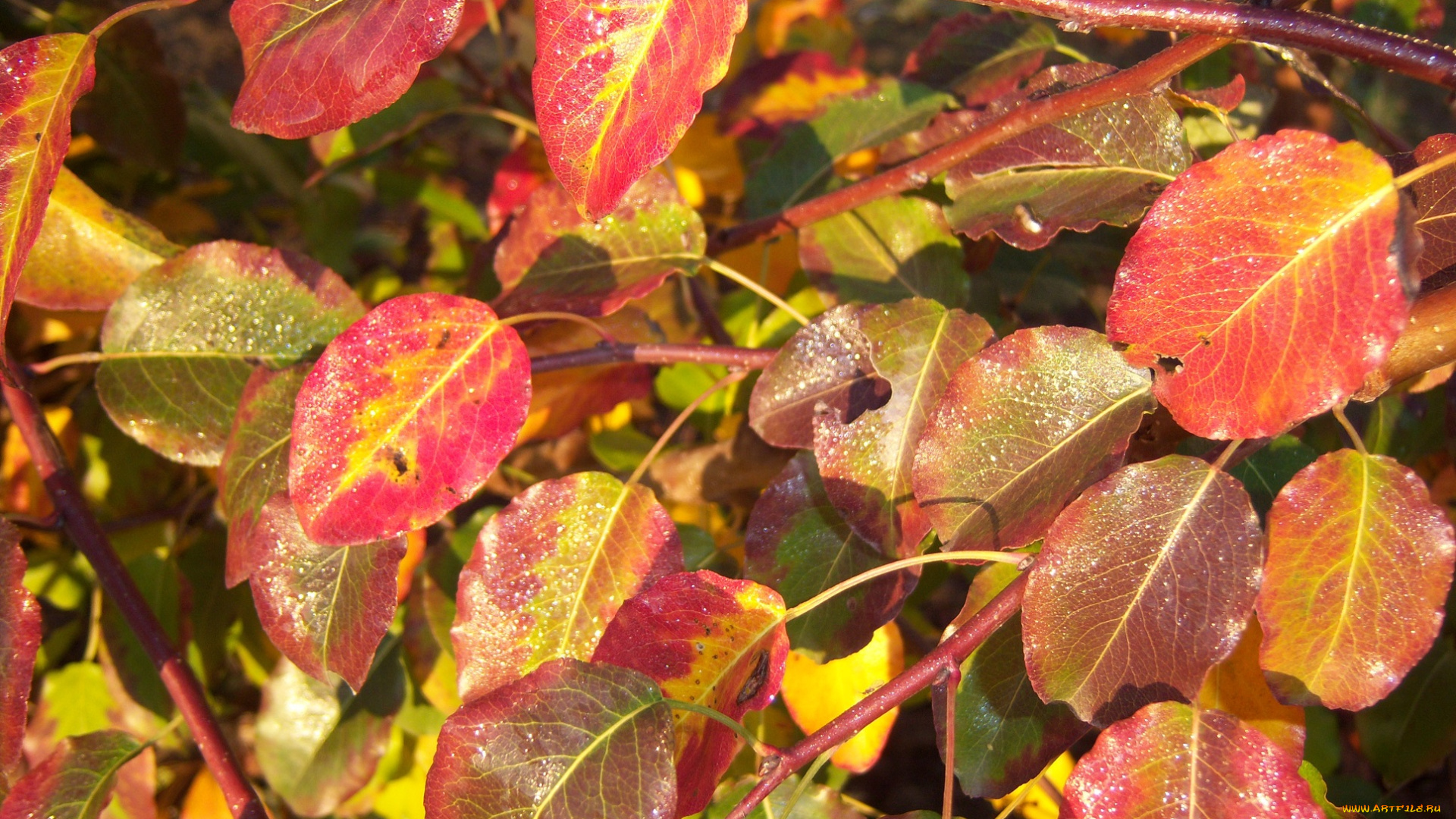 природа, листья, красно-жёлтые, яркие, осень, роса, утро