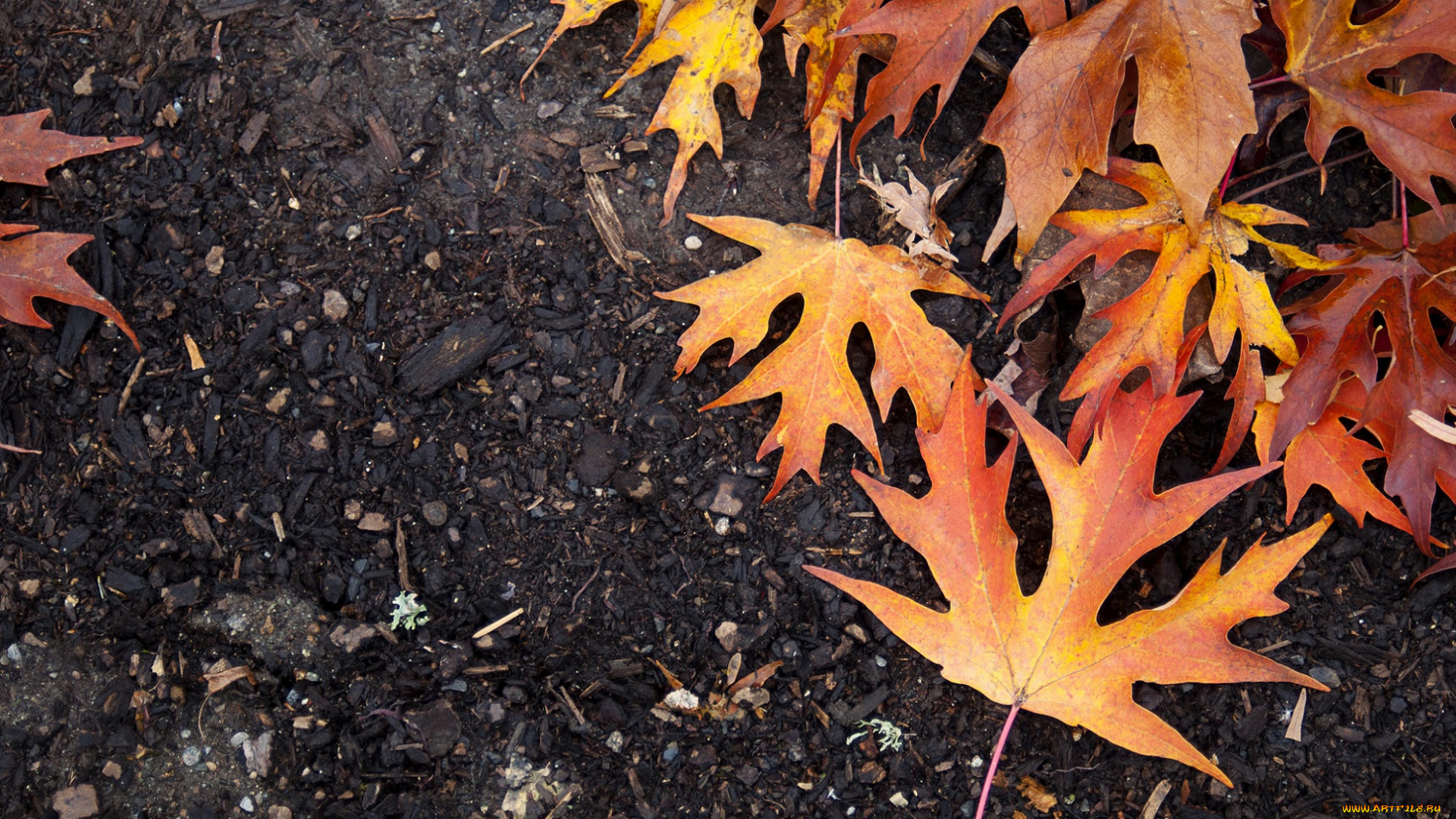 природа, листья, осень, жёлтые