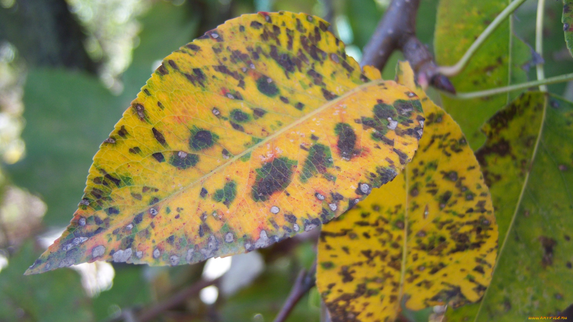 природа, листья, рябые, веточка, осенние