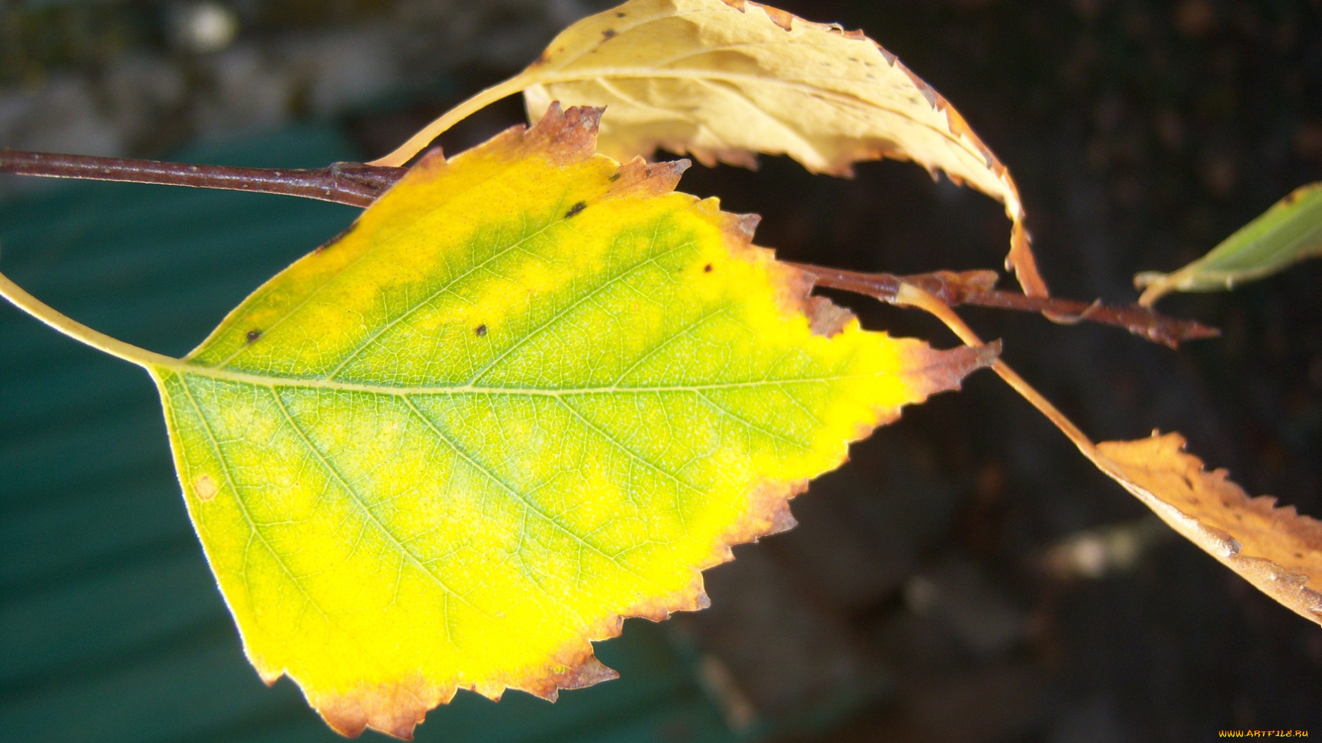 природа, листья, солнечно, жёлтые, берёза