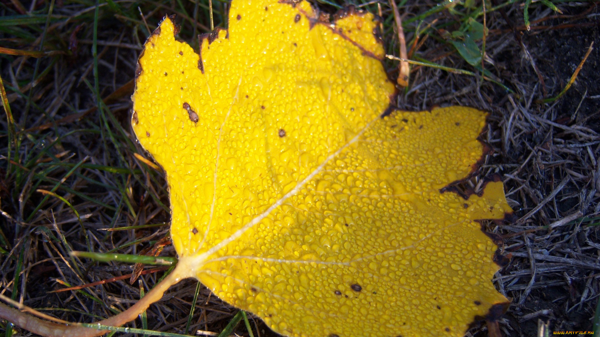 природа, листья, утро, тополиный, роса, лист, жёлтый, ракушка