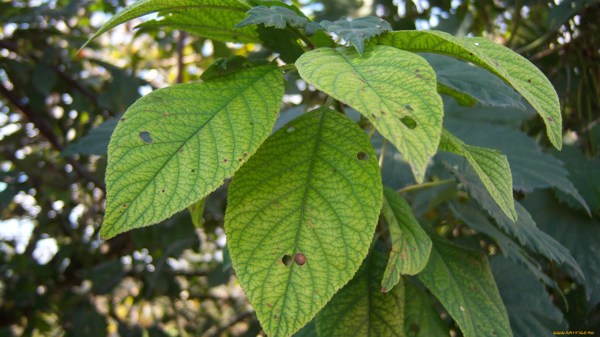 природа, листья, зелёные, ветка