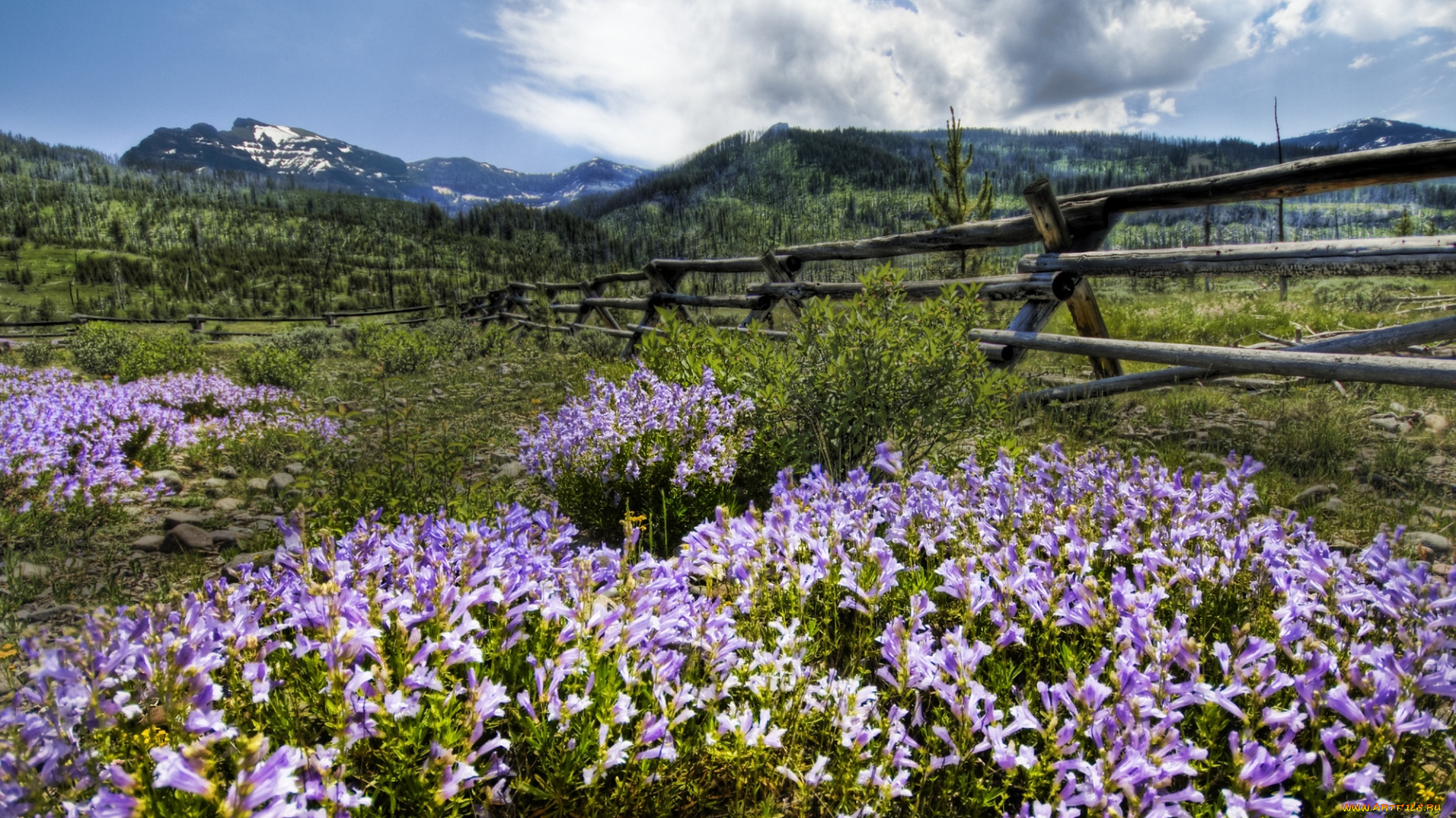 природа, луга, забор, цветы, деревья