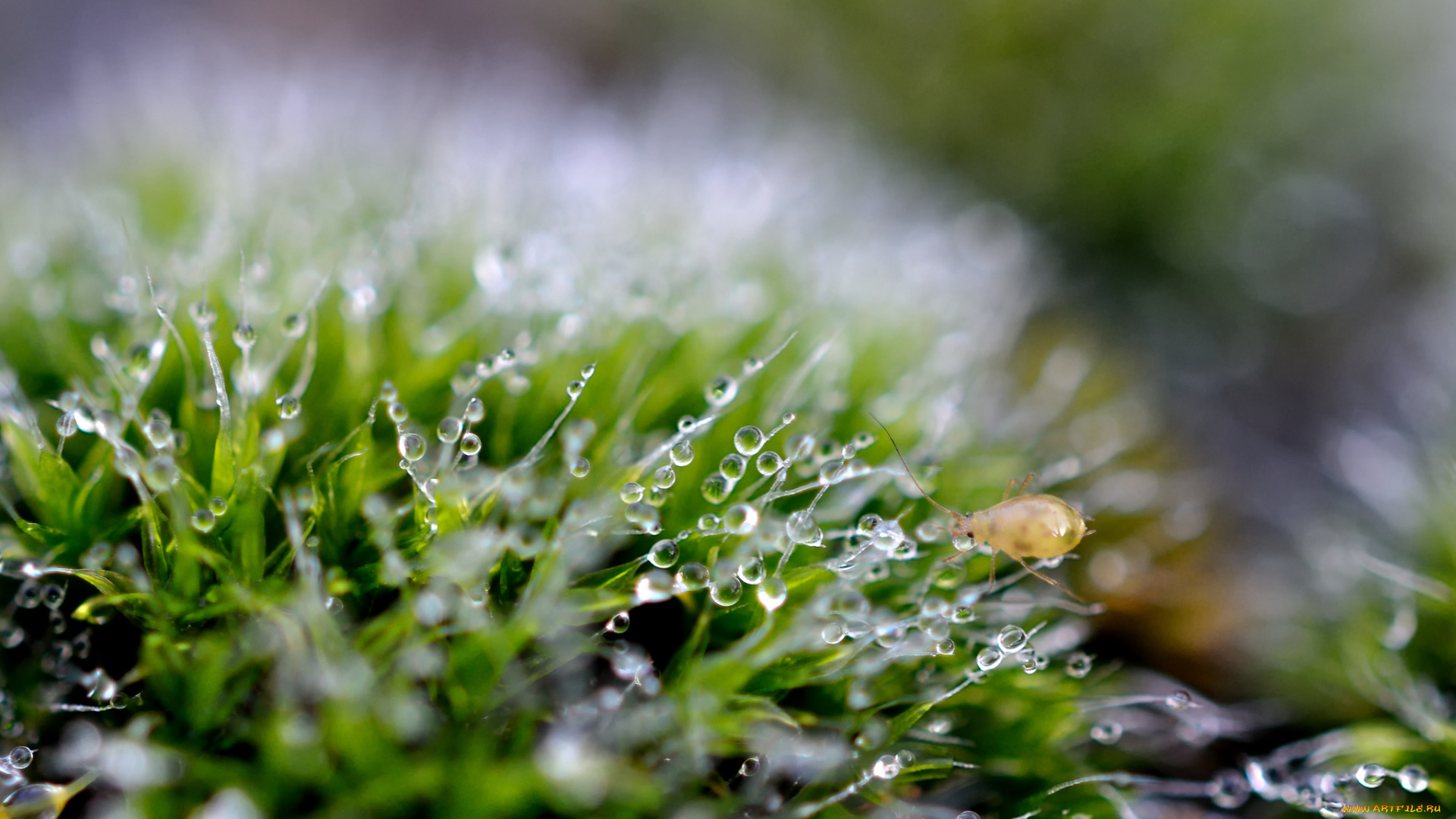 природа, макро, трава, капли