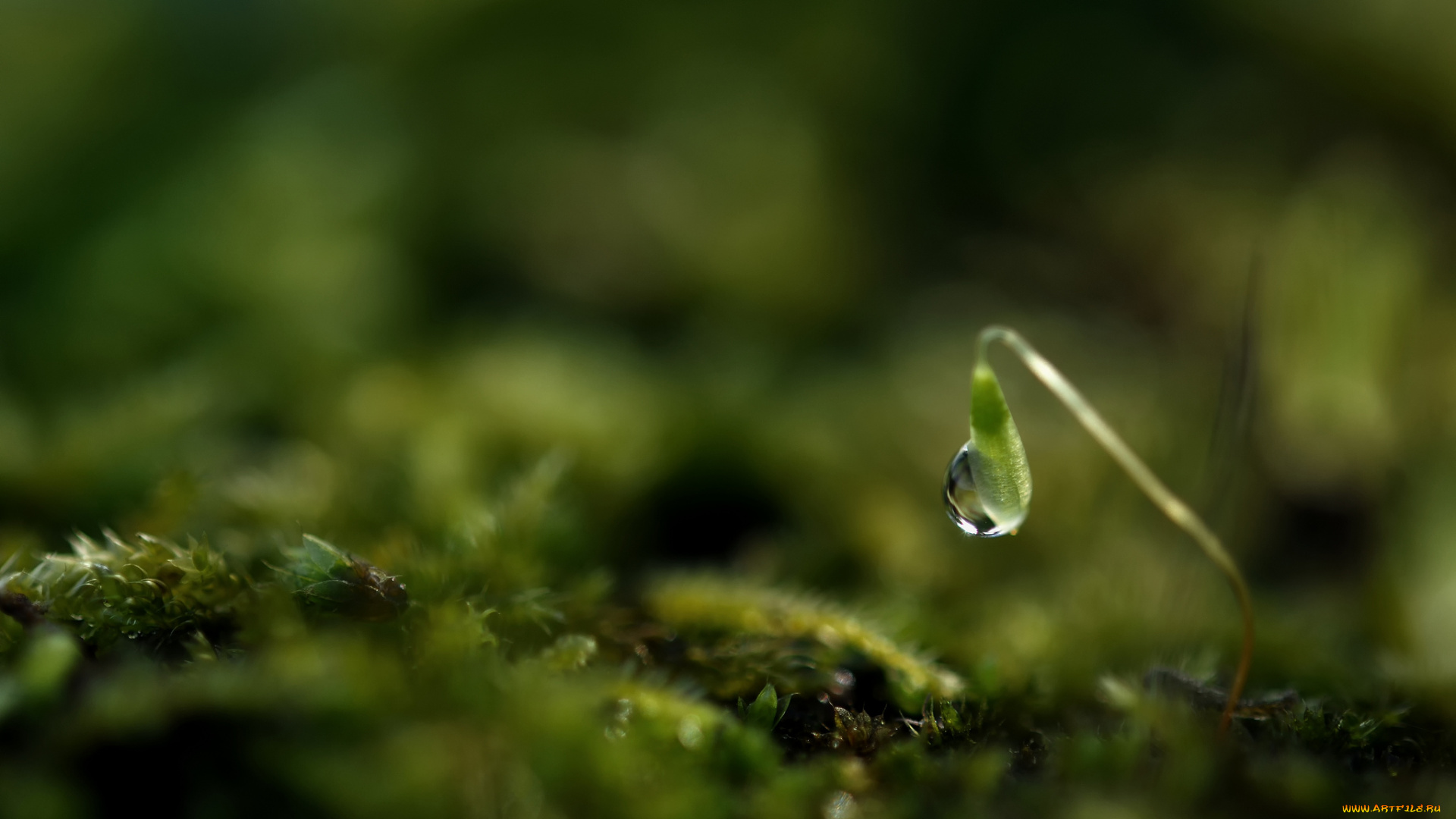 природа, макро, травинка