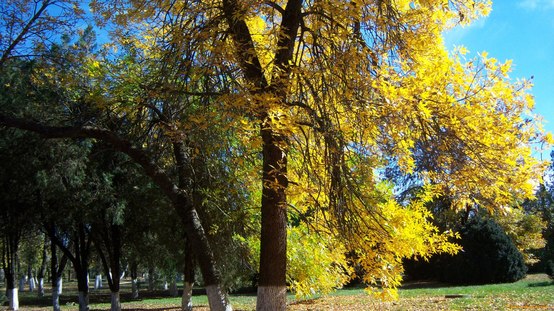 природа, парк, осень, дерево, жёлтые, листья, солнечно