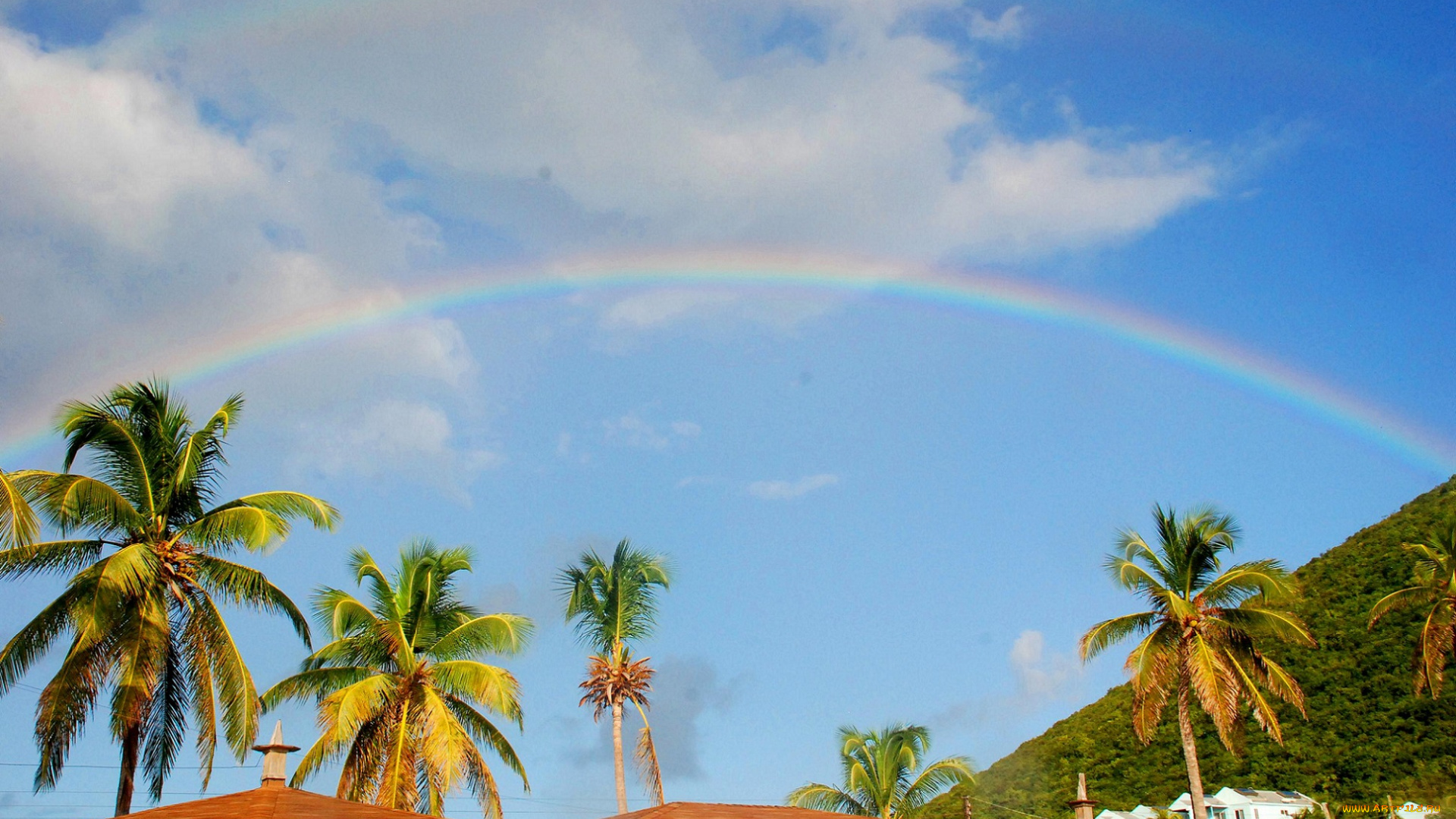 природа, радуга, пальмы, небо, пейзаж