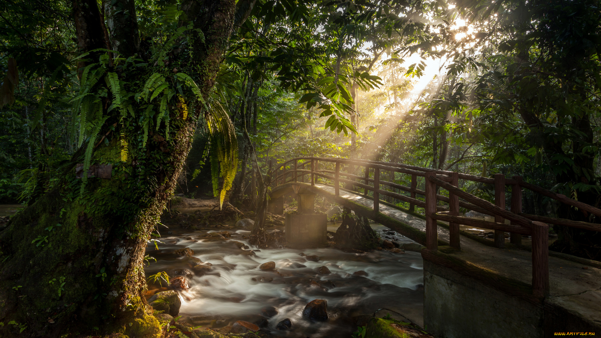 природа, реки, озера, лес, речка, мост, свет, лучи
