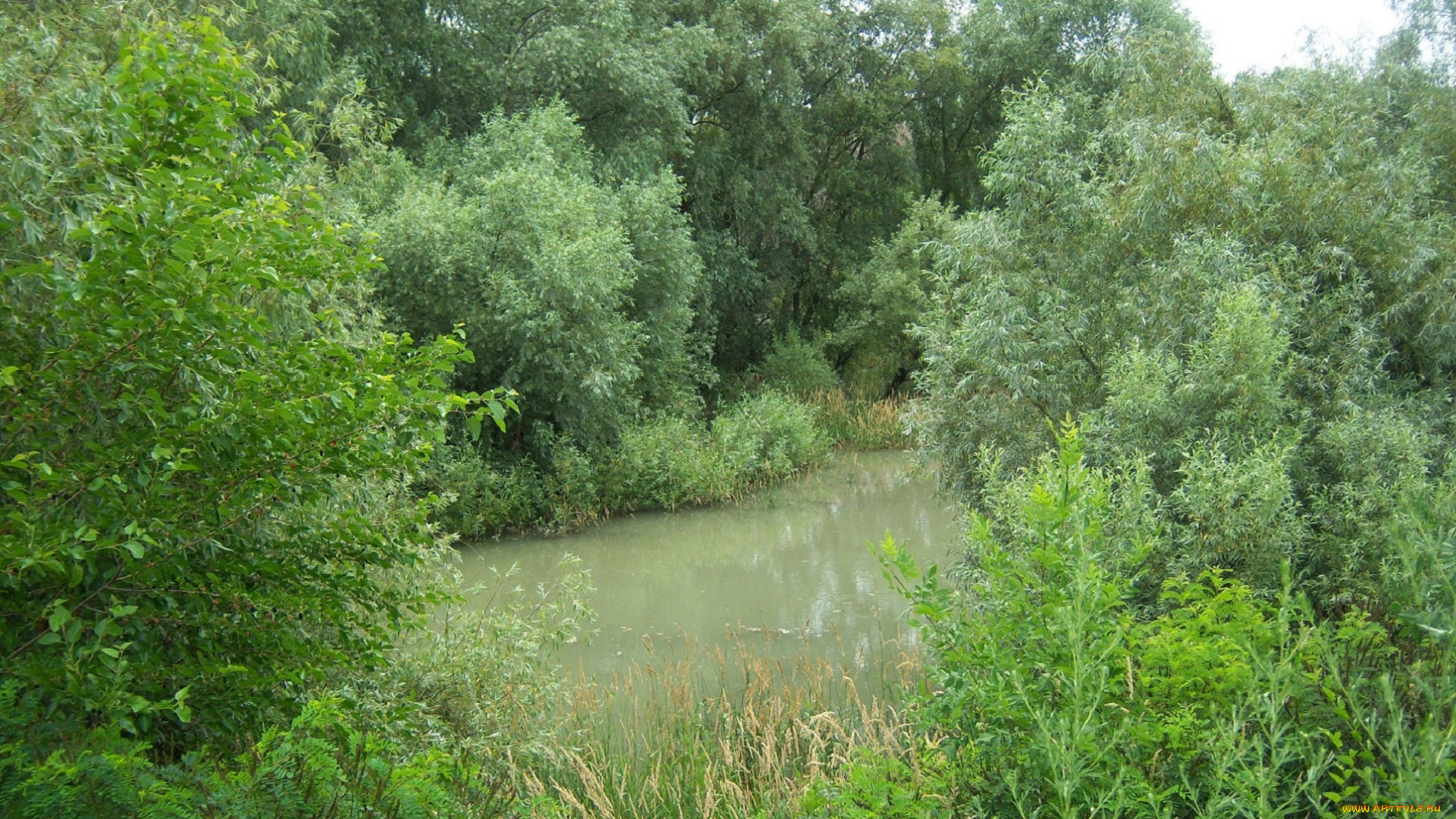 природа, реки, озера, озеро, кусты, деревья, зелень, вода, пейзаж