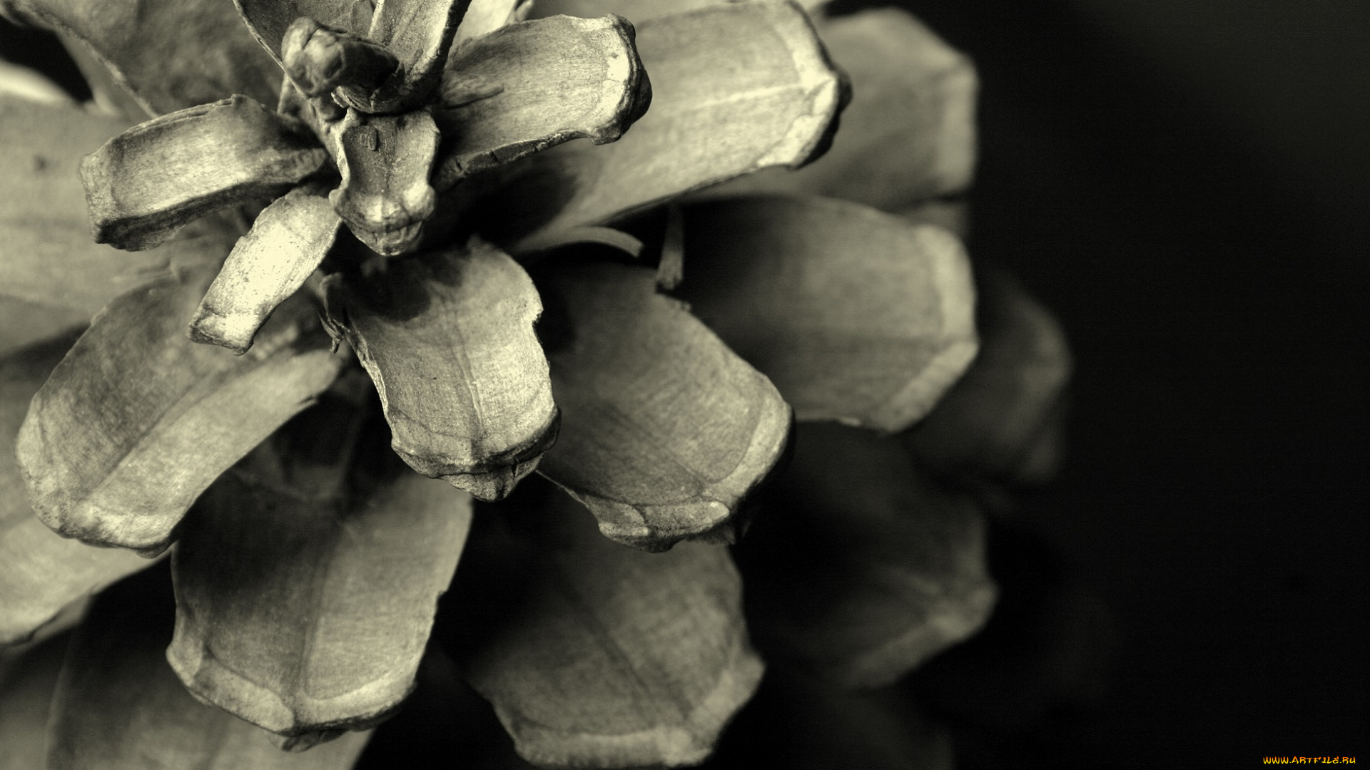 природа, шишки, , жёлуди, , каштаны, чёрно-белая, сухая, раскрытая, шишка