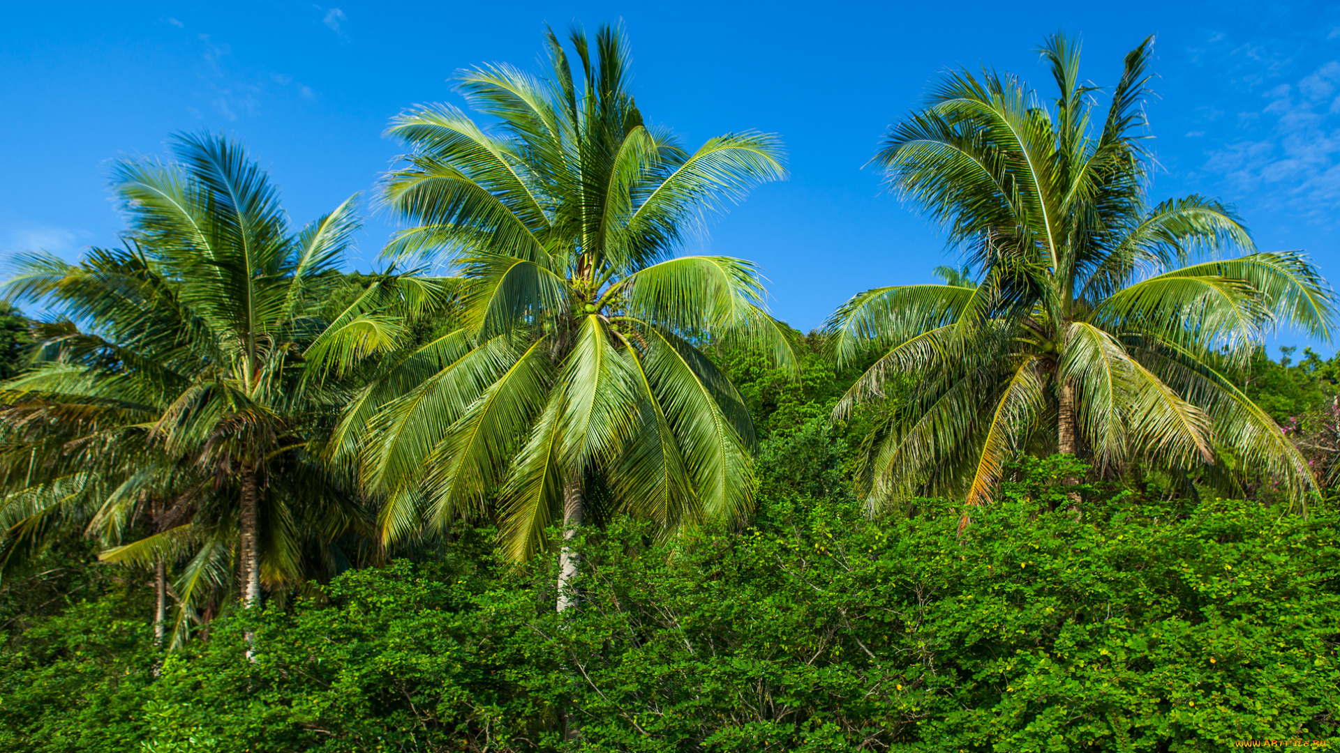 природа, тропики, пальмы, джунгли