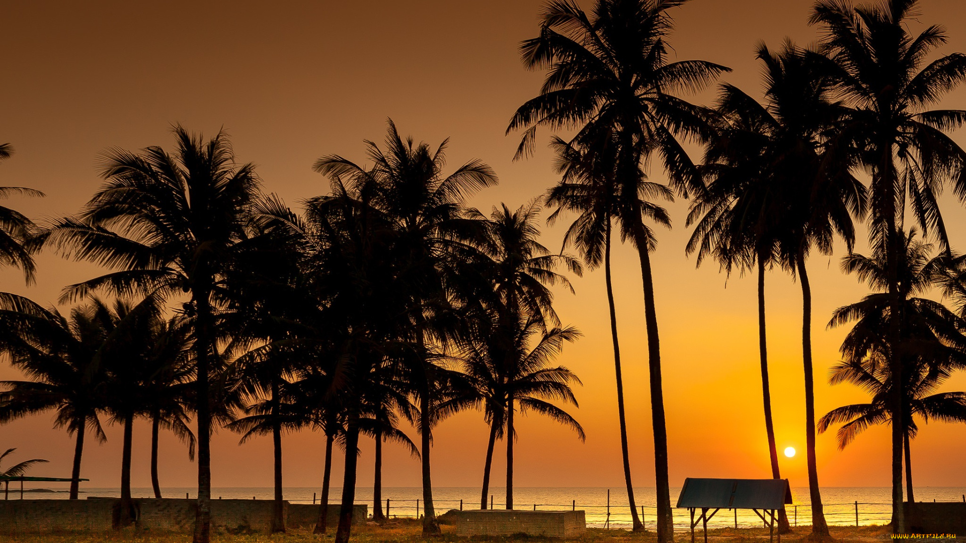 природа, тропики, вечер, пальмы, берег, горизонт, солнце, океан