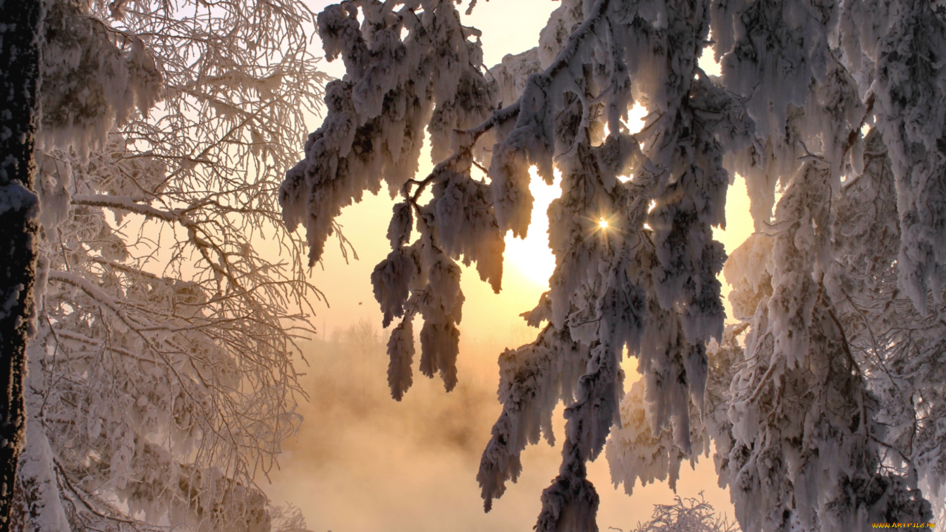 природа, зима, снег, ветви, солнце