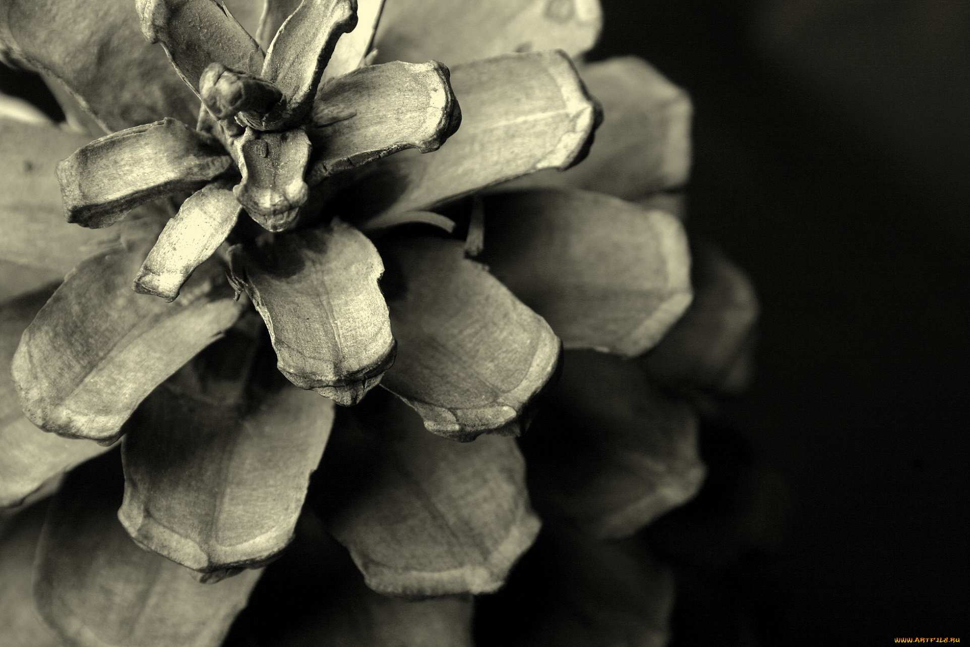 природа, шишки, , жёлуди, , каштаны, чёрно-белая, сухая, раскрытая, шишка