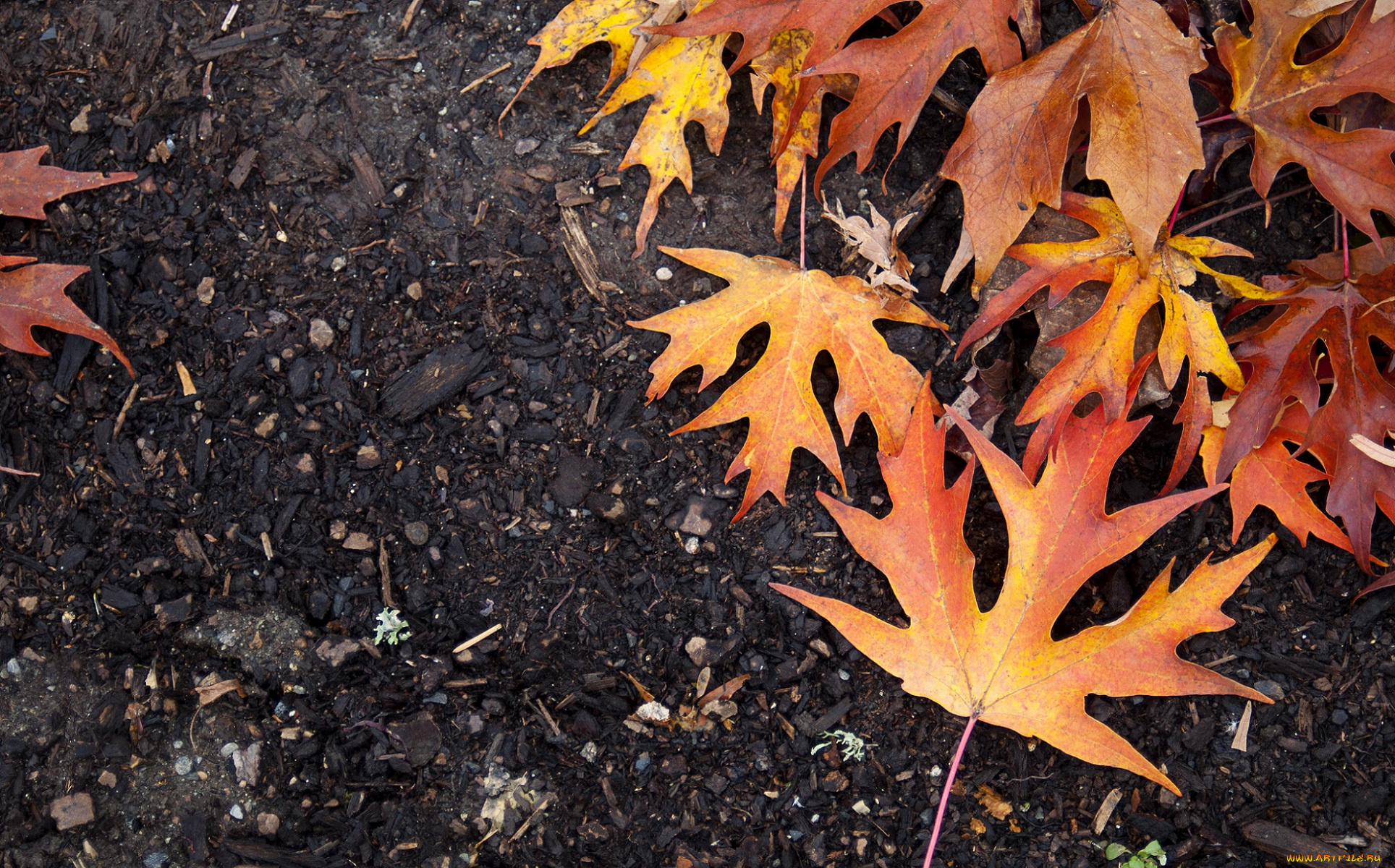 природа, листья, осень, жёлтые