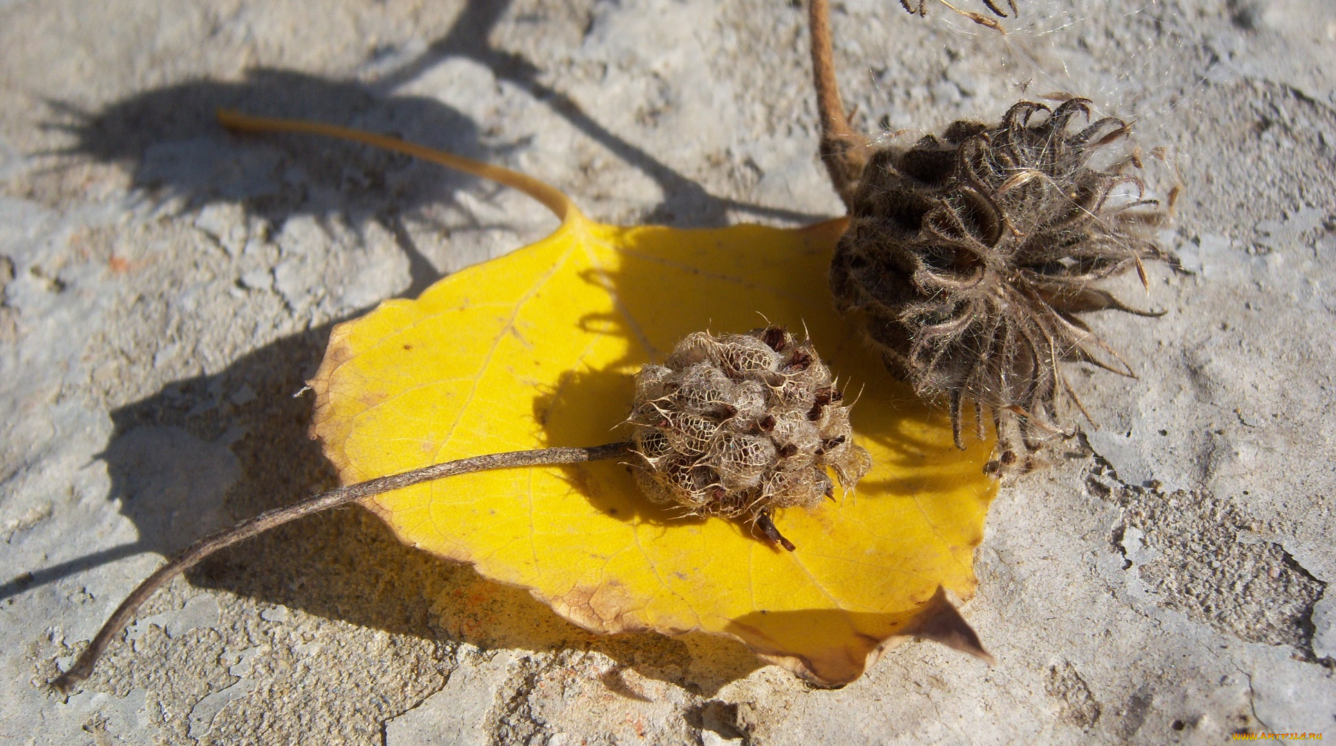 природа, другое, лист, жёлтый, солнечно, сухие, коробочки