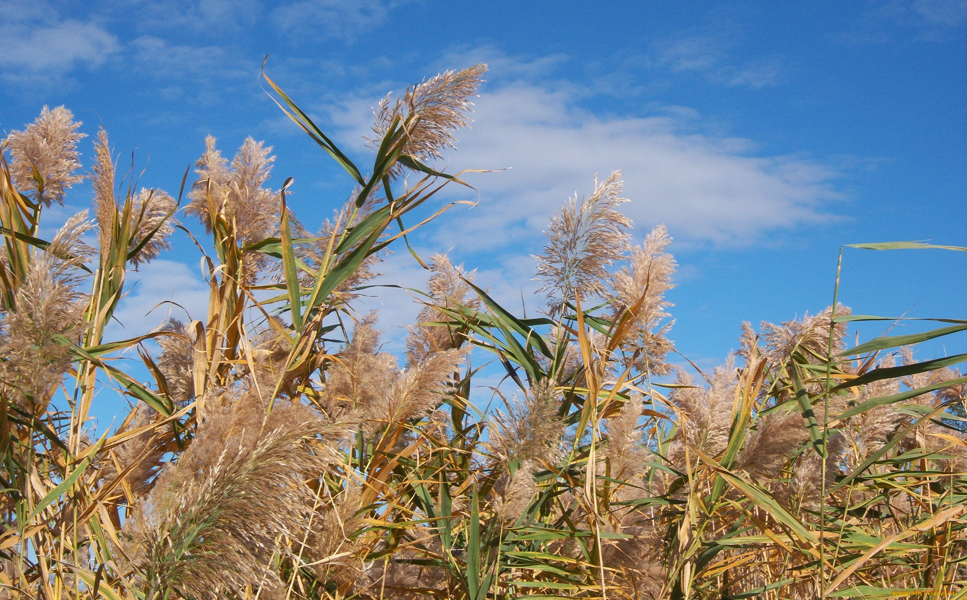 природа, другое, камыши, лето, облака, небо