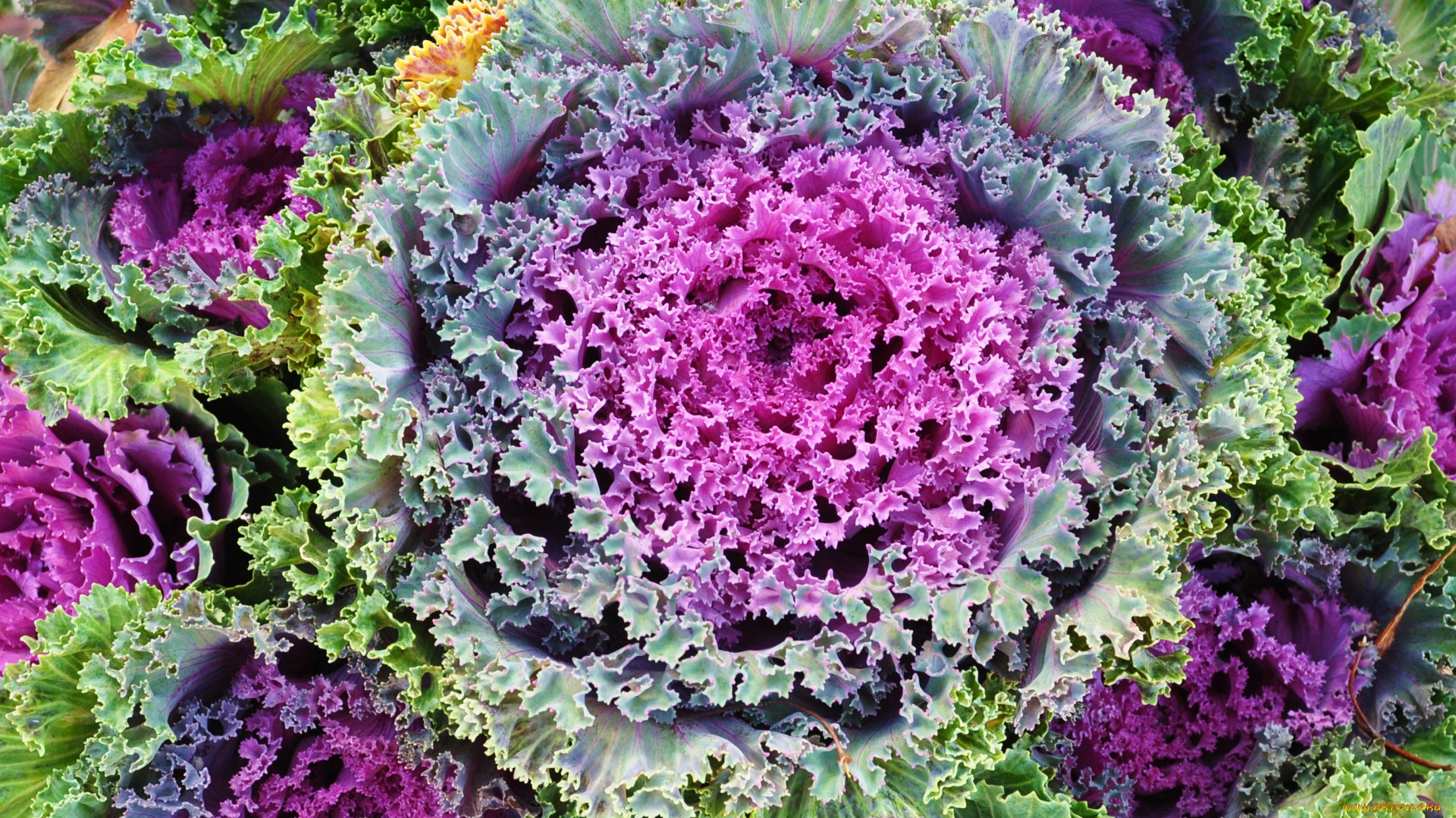 цветы, декоративная, капуста, разноцветный