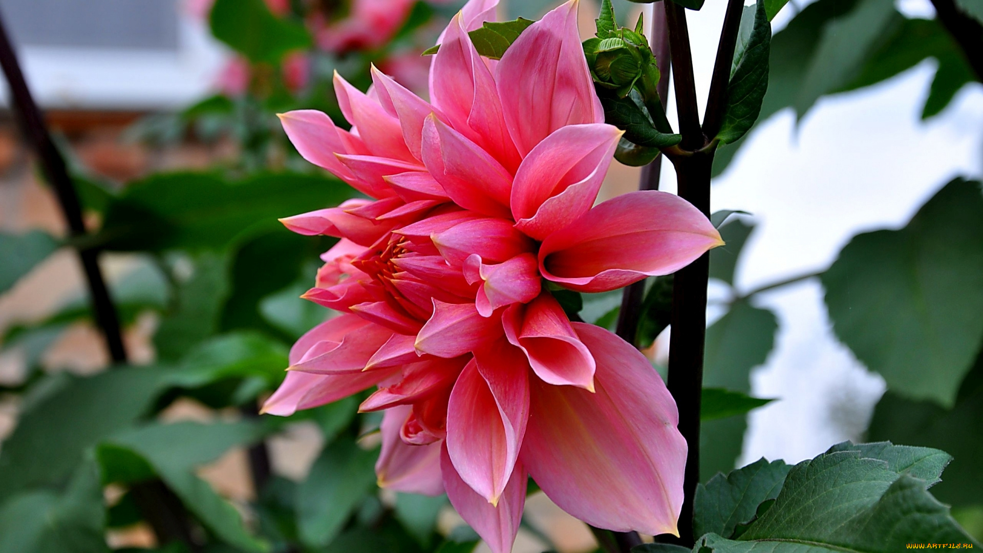 цветы, георгины, фон, лепестки