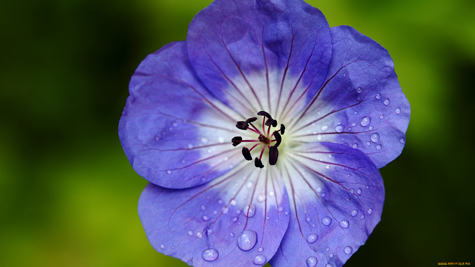 цветы, герань, журавельник, сине-белый, цветок, лепестки, капельки