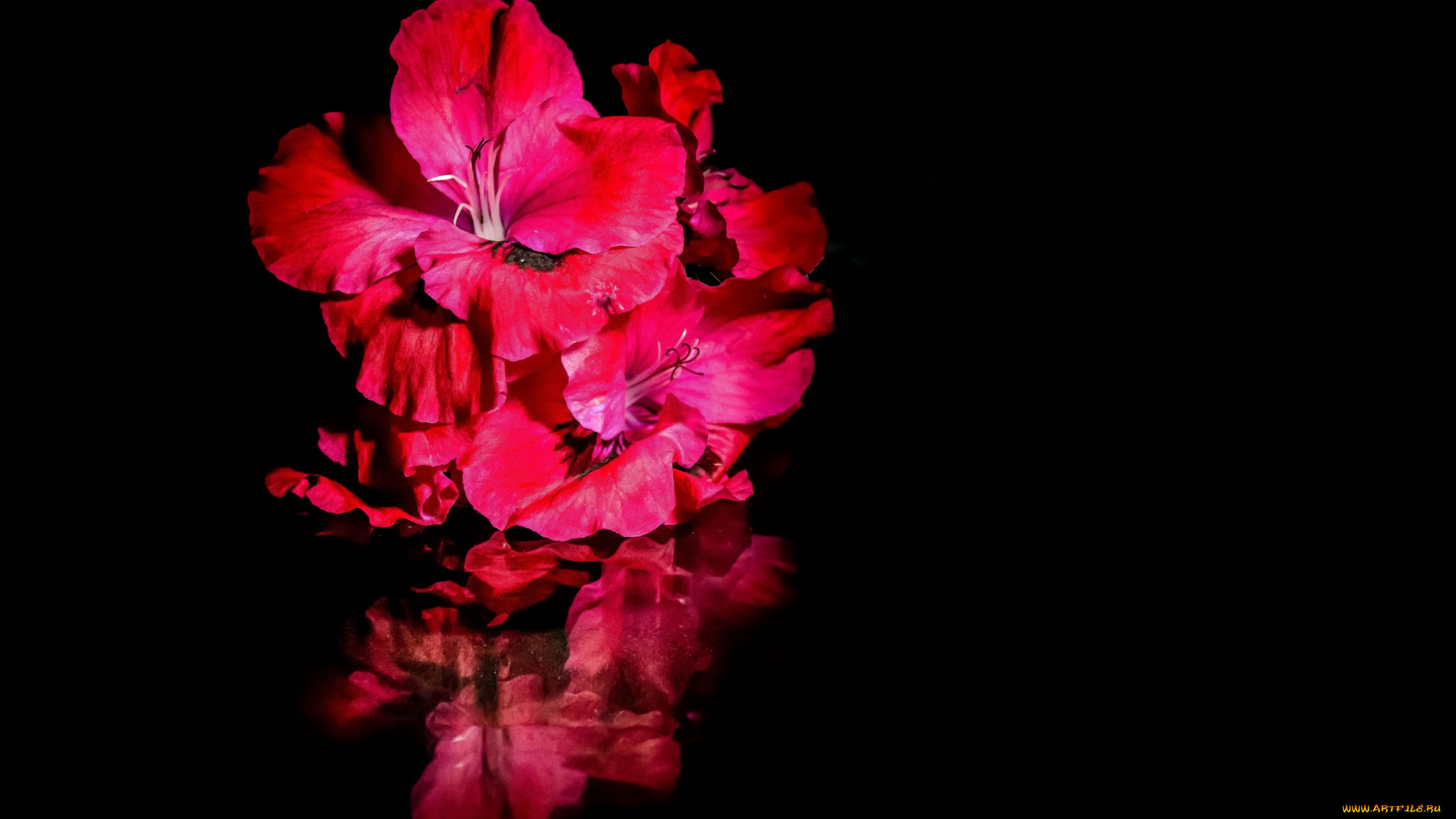 цветы, гладиолусы, яркие, отражение, вода, черный, фон