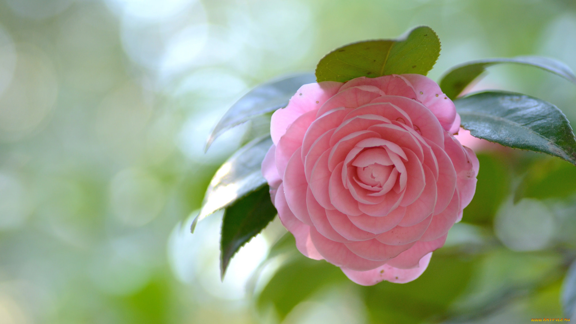 цветы, камелии, bud, leaf, camellia, кустарник, камелия, листья, бутон, цветение, shrubs, flowering