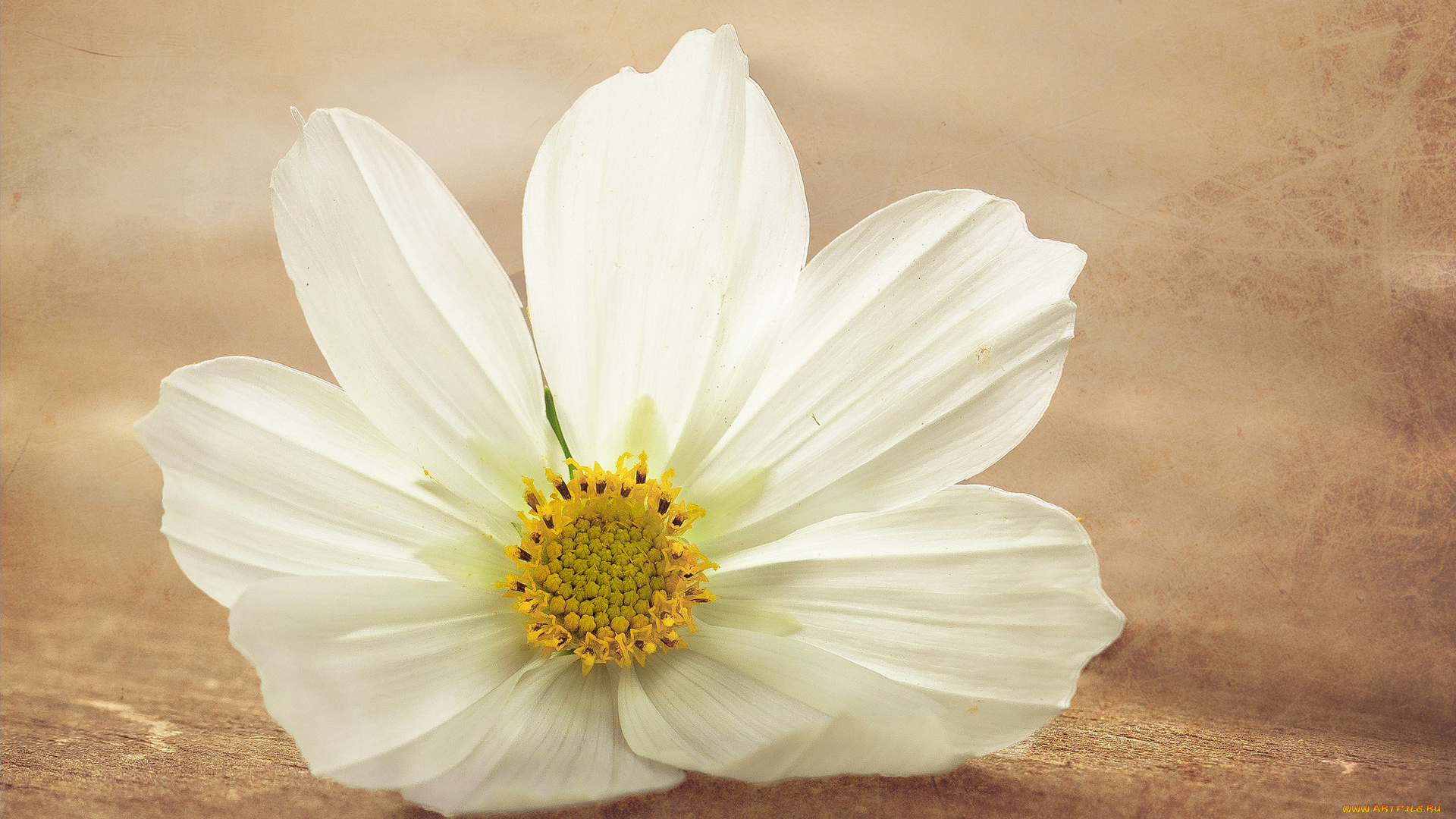 цветы, космея, поверхность, обработка, макро, белый, цветок