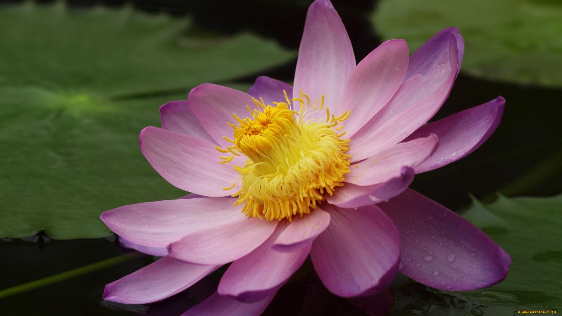 цветы, лотосы, лепестки