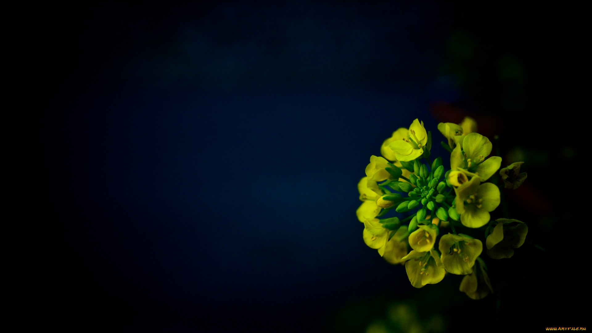 цветы, луговые, , полевые, , цветы, отражение, жёлтые, фон