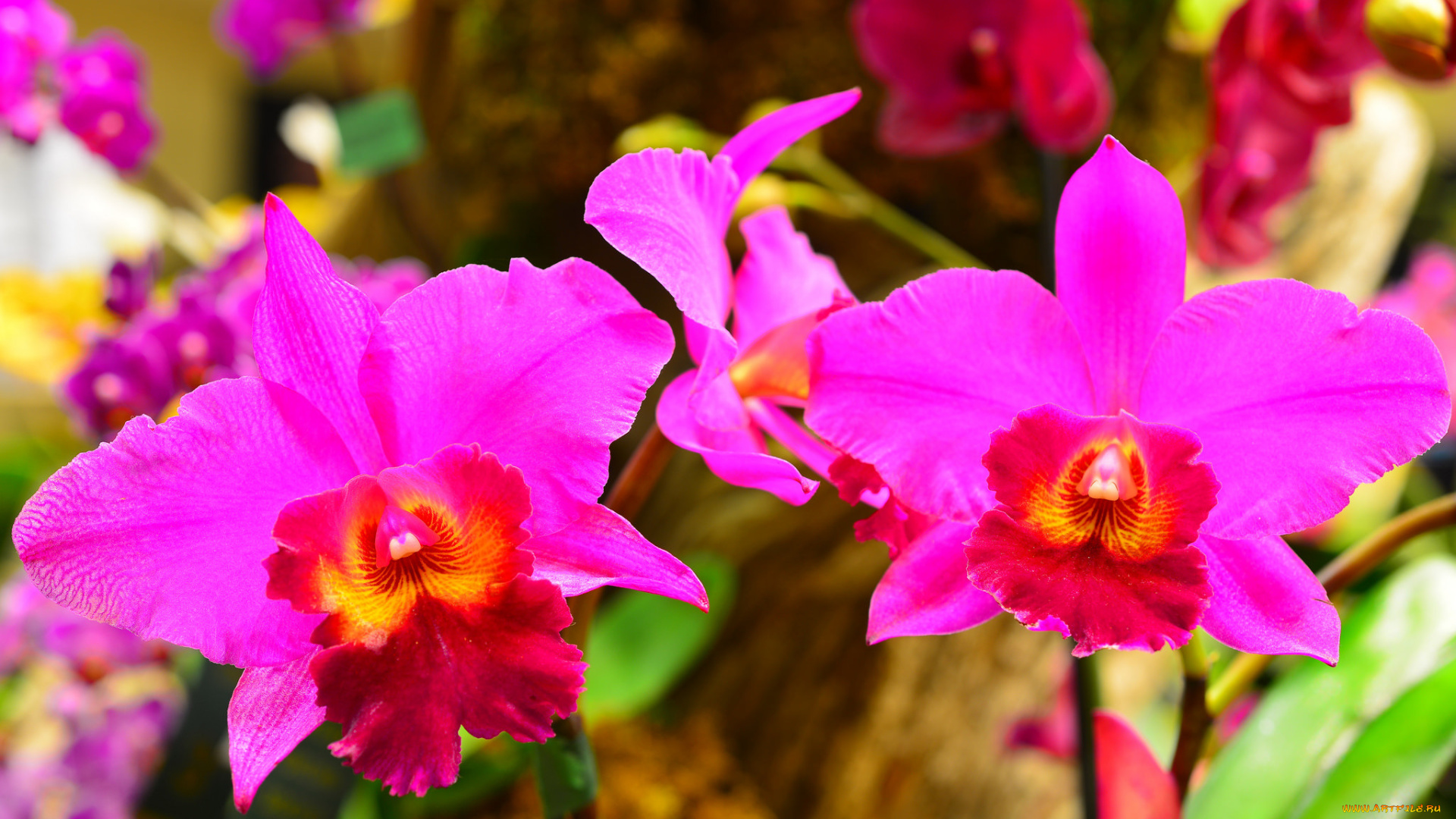 цветы, орхидеи, макро, природа, растение, лепестки, орхидея