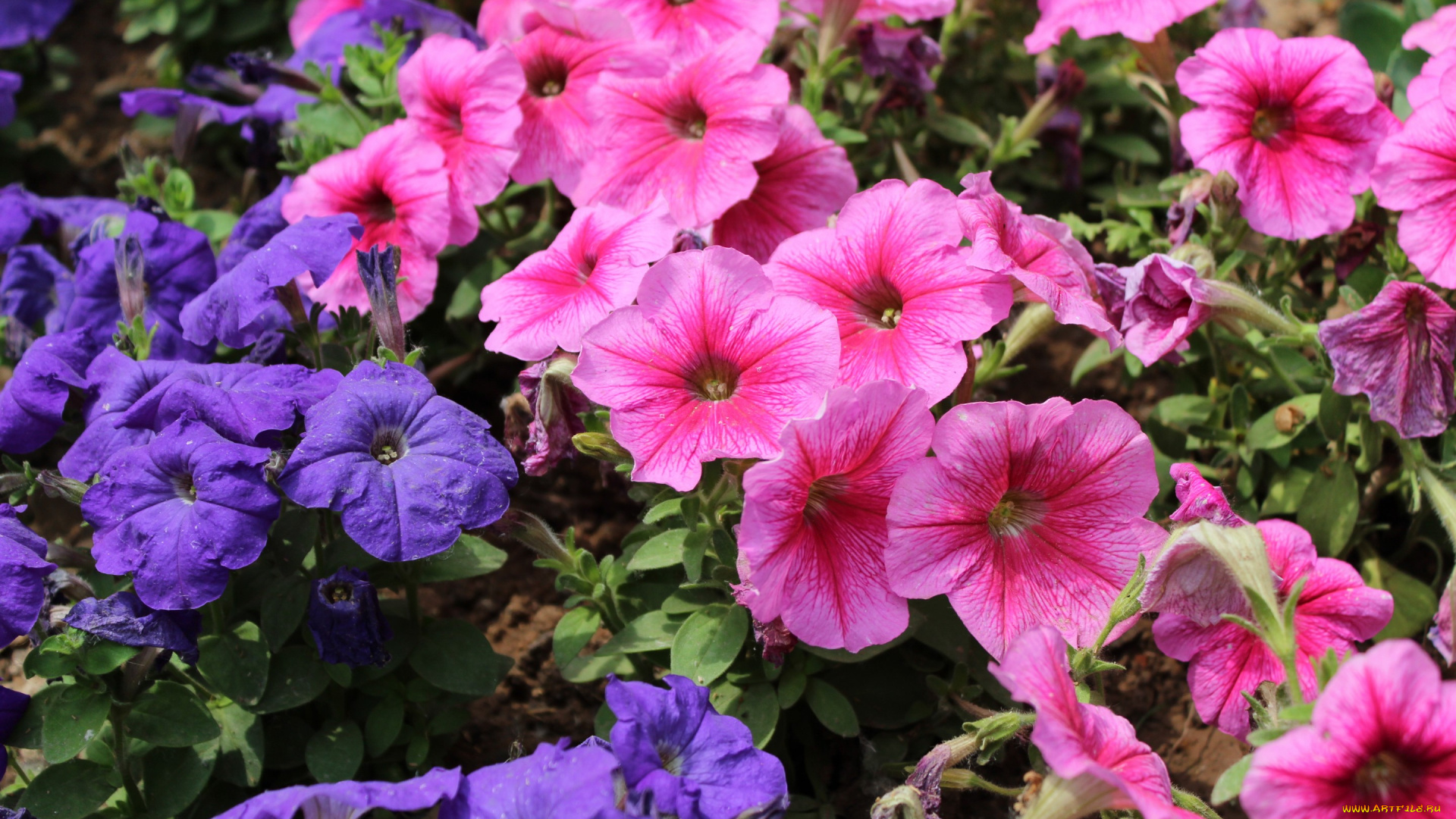 цветы, петунии, , калибрахоа, ярко, лето, листья, лепестки, цвета