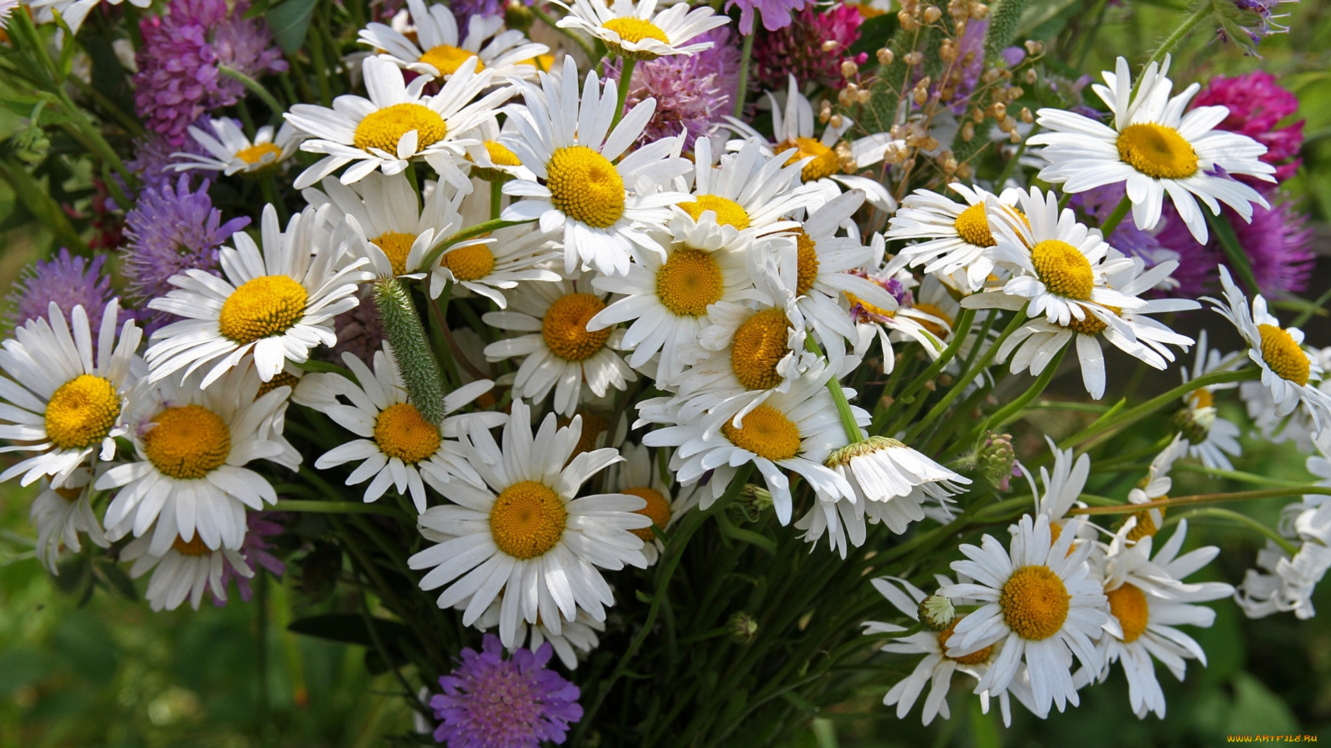 цветы, разные, вместе, букет, лето, клевер, ромашки