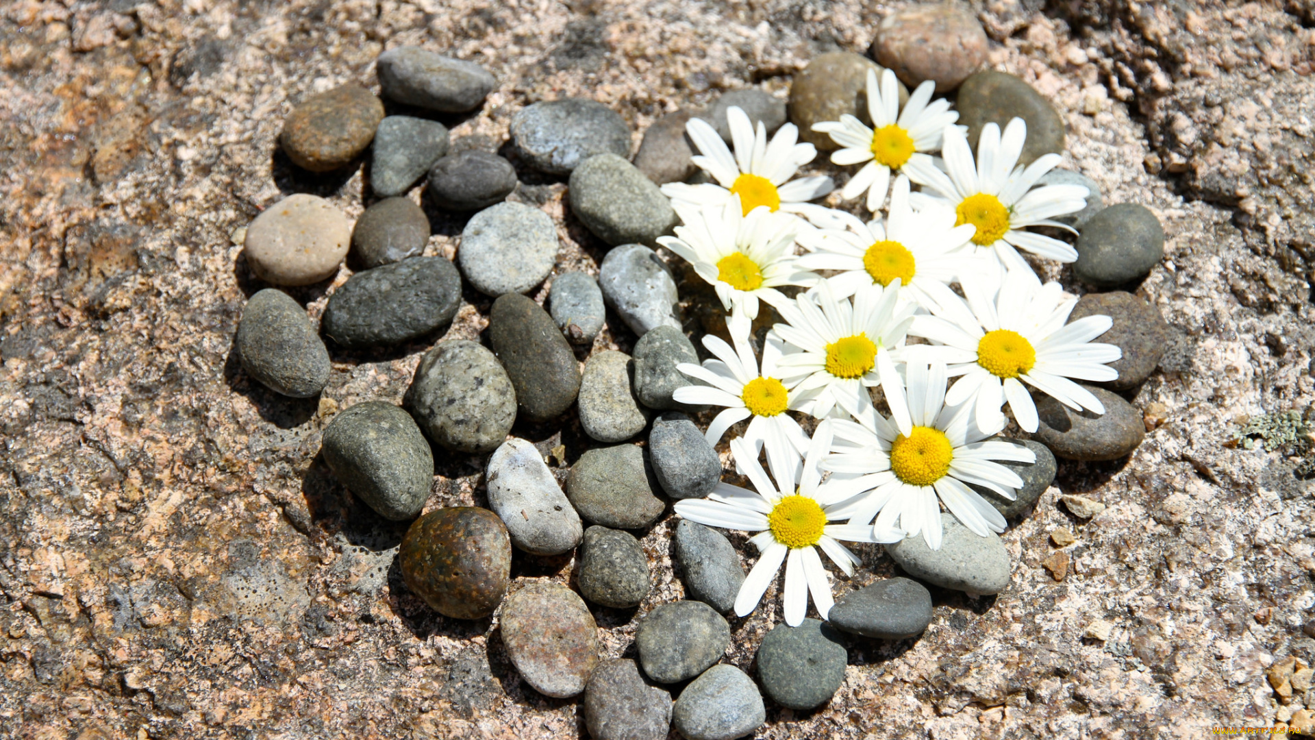 цветы, ромашки, цветочки, камешки, сердце, природа